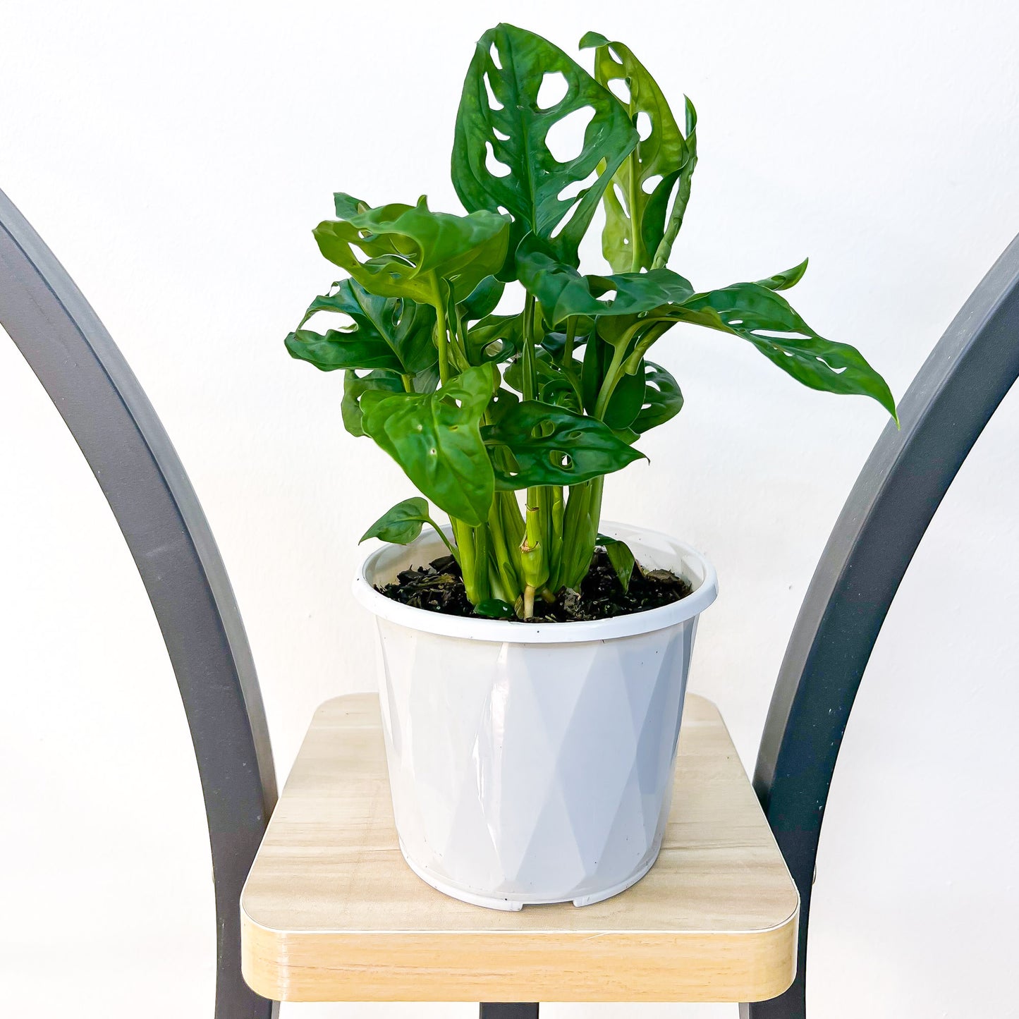 Monstera Adansonii Swiss Cheese Plant | The Plant Boys