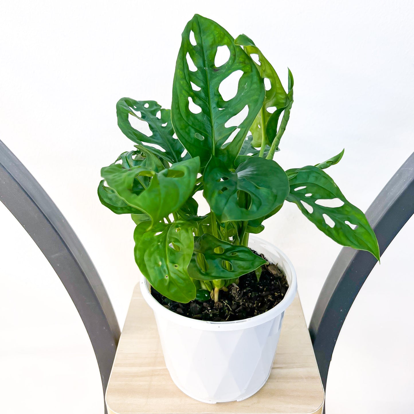 Monstera Adansonii Swiss Cheese Plant | The Plant Boys