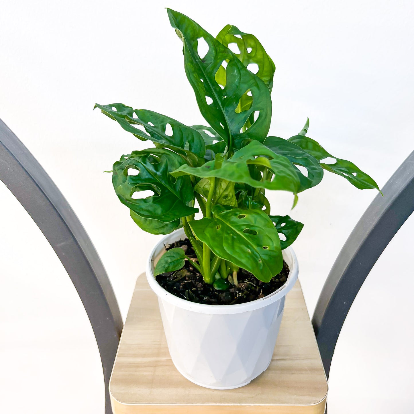Monstera Adansonii Swiss Cheese Plant | The Plant Boys