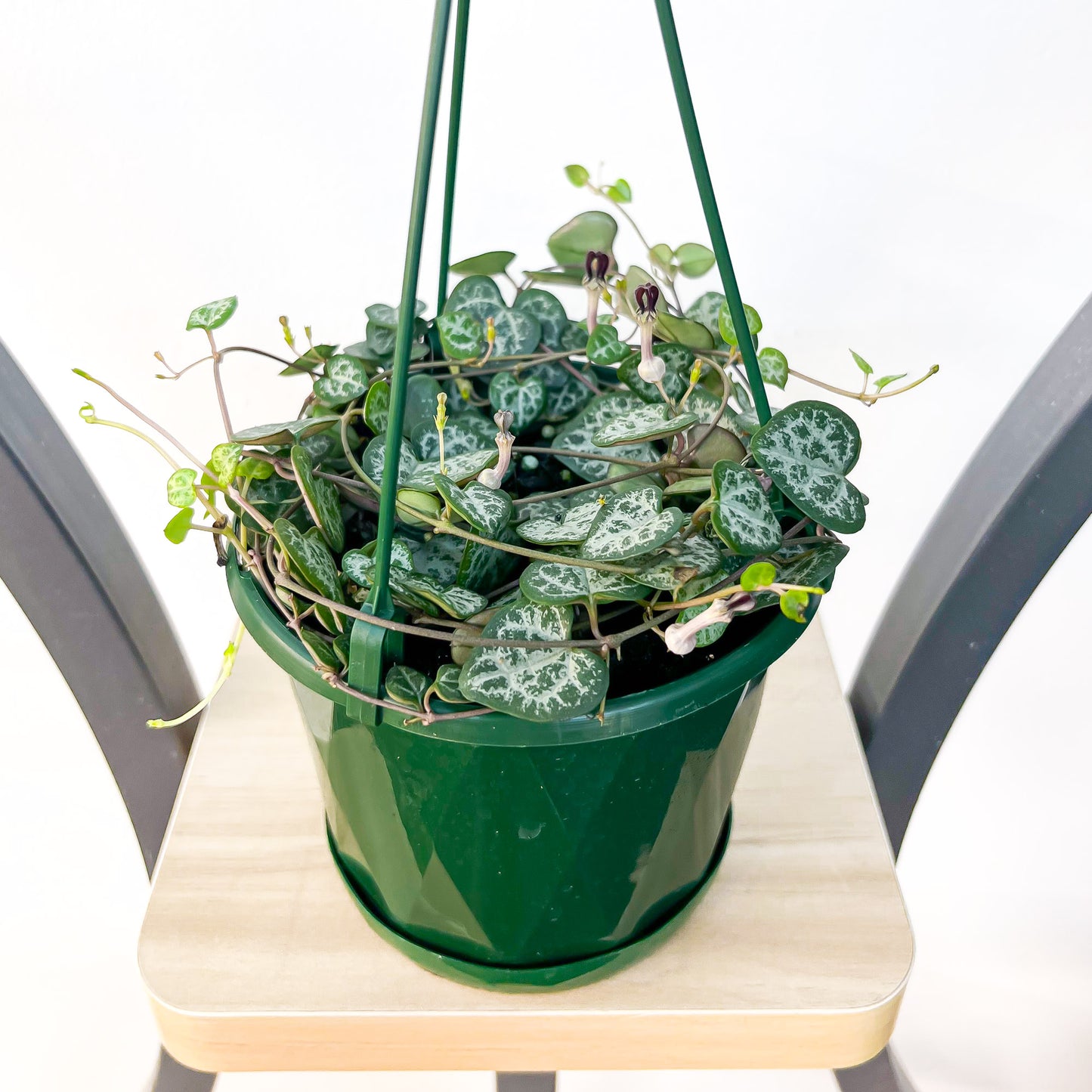 Ceropegia Woodii Chain of Hearts | The Plant Boys