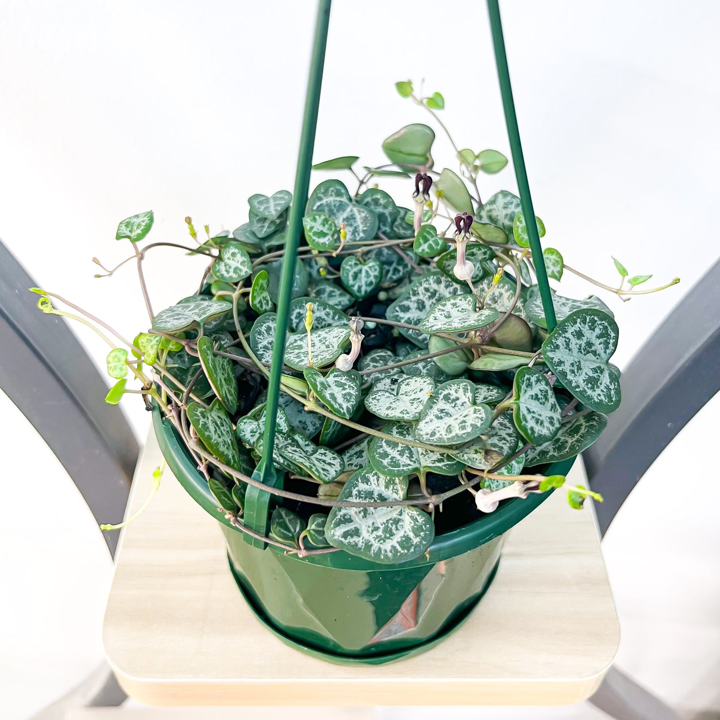 Ceropegia Woodii Chain of Hearts | The Plant Boys
