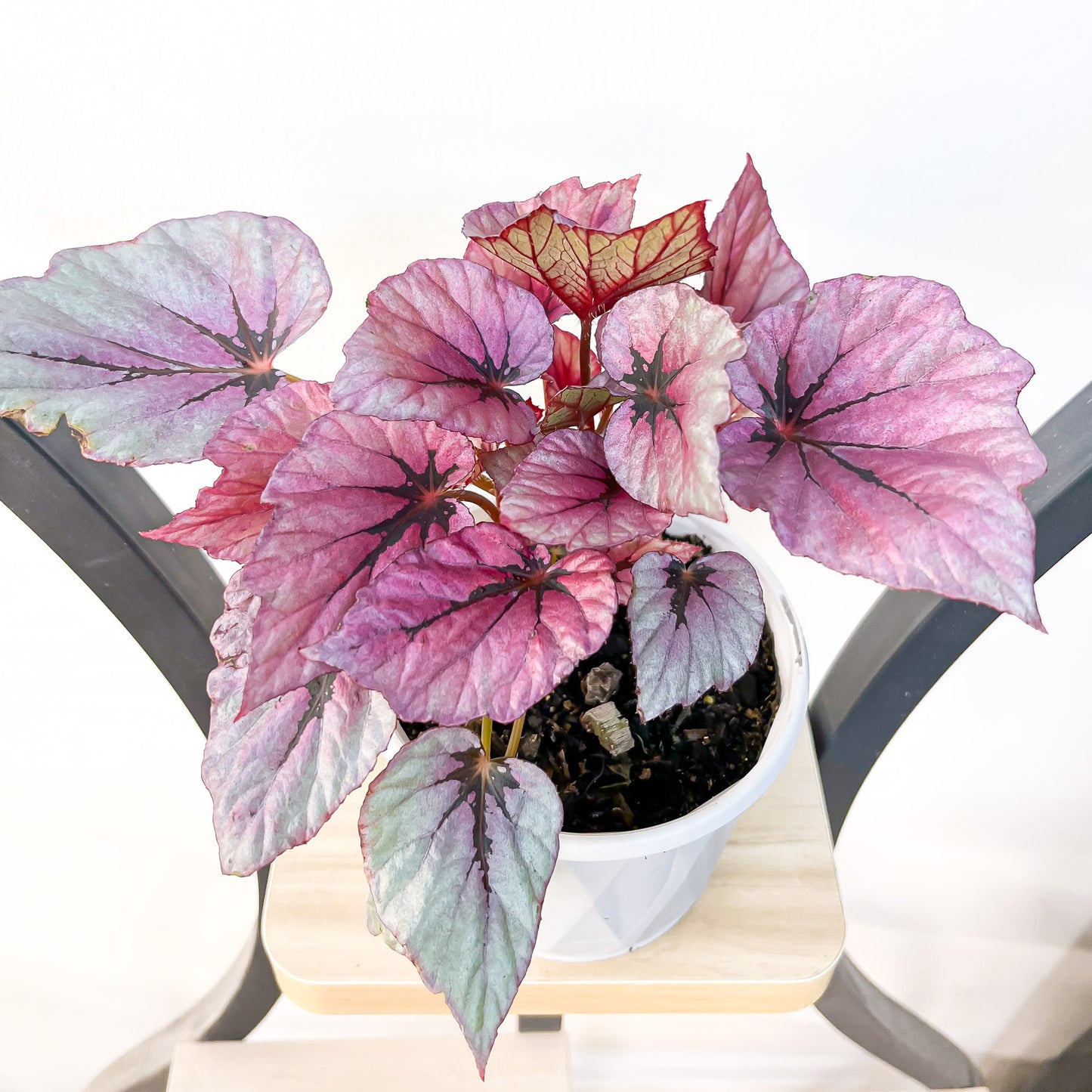 Begonia Indian Summer