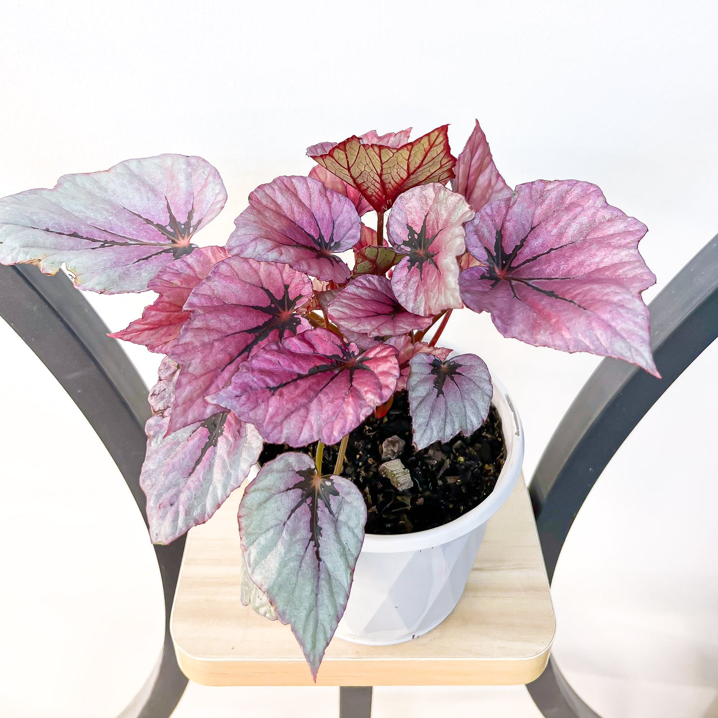 Begonia Indian Summer