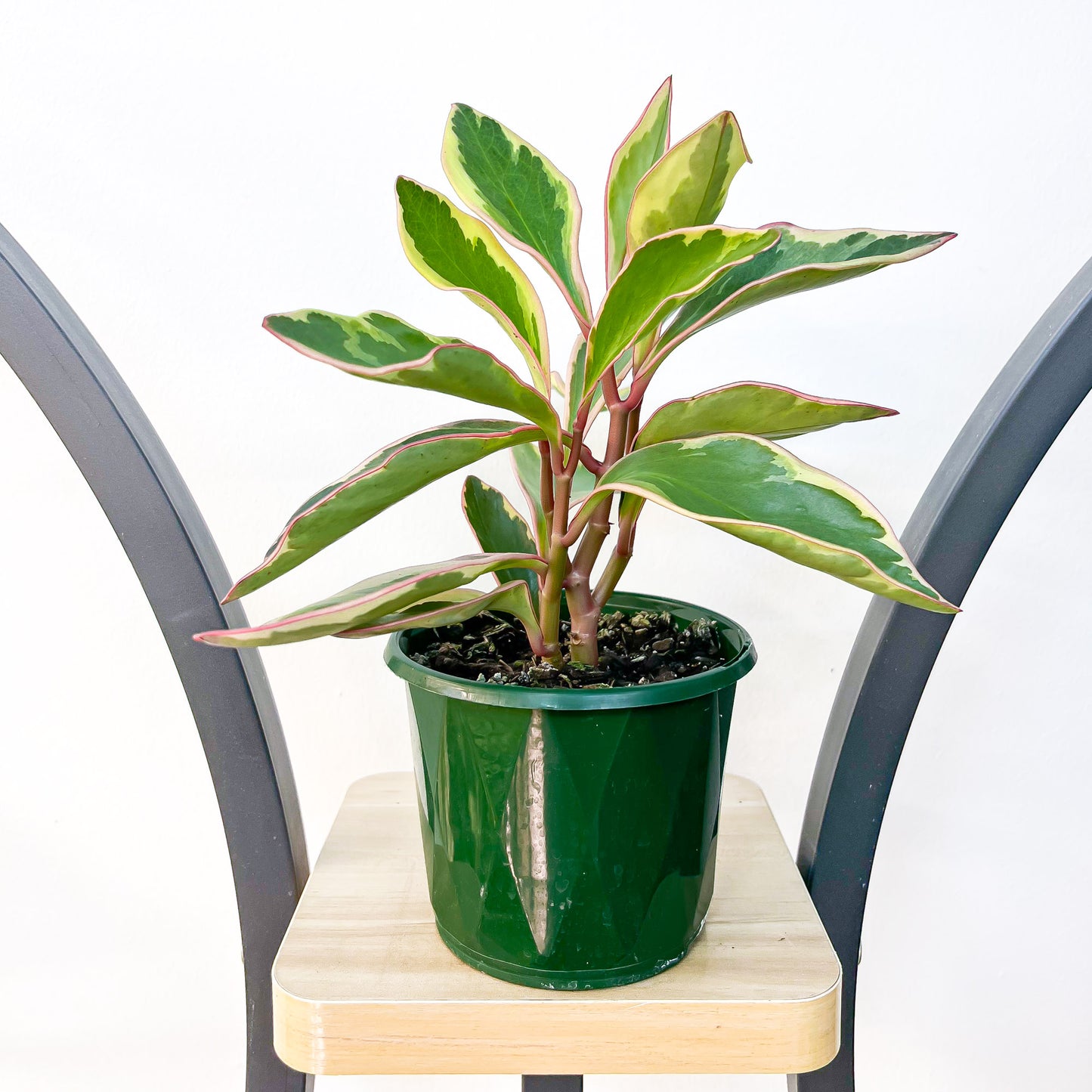 Peperomia Jelly