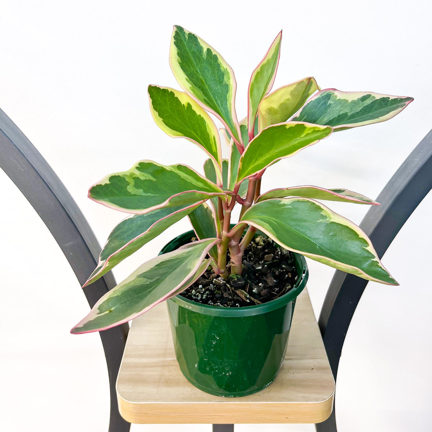 Peperomia Jelly