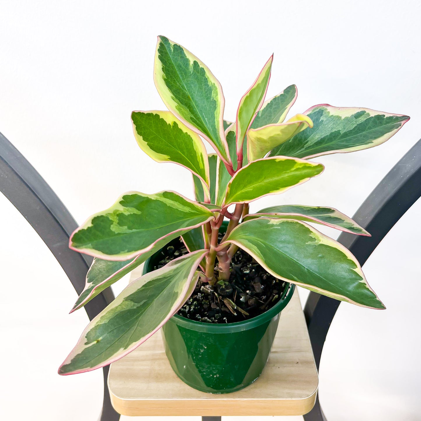 Peperomia Jelly