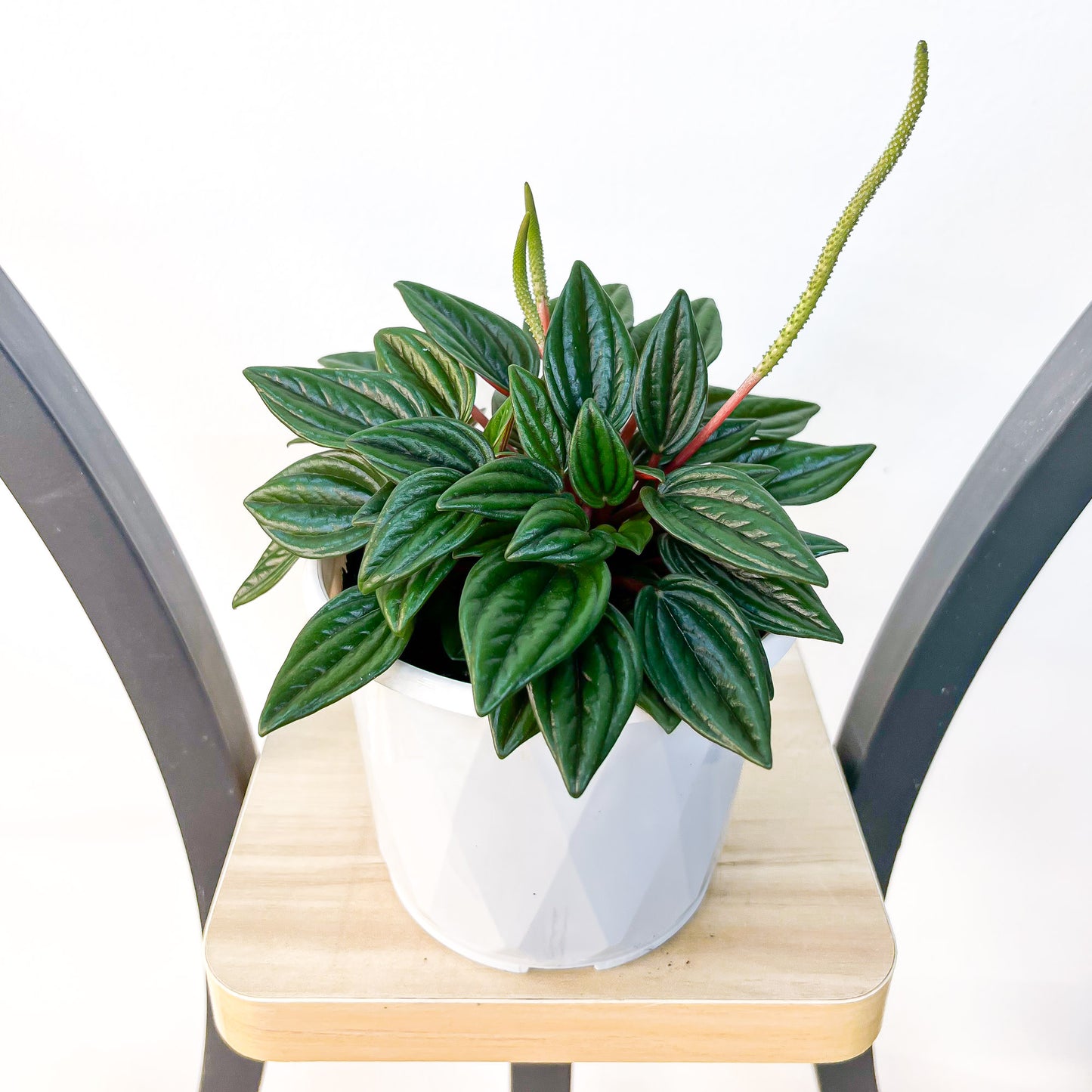 Peperomia Esmeralda