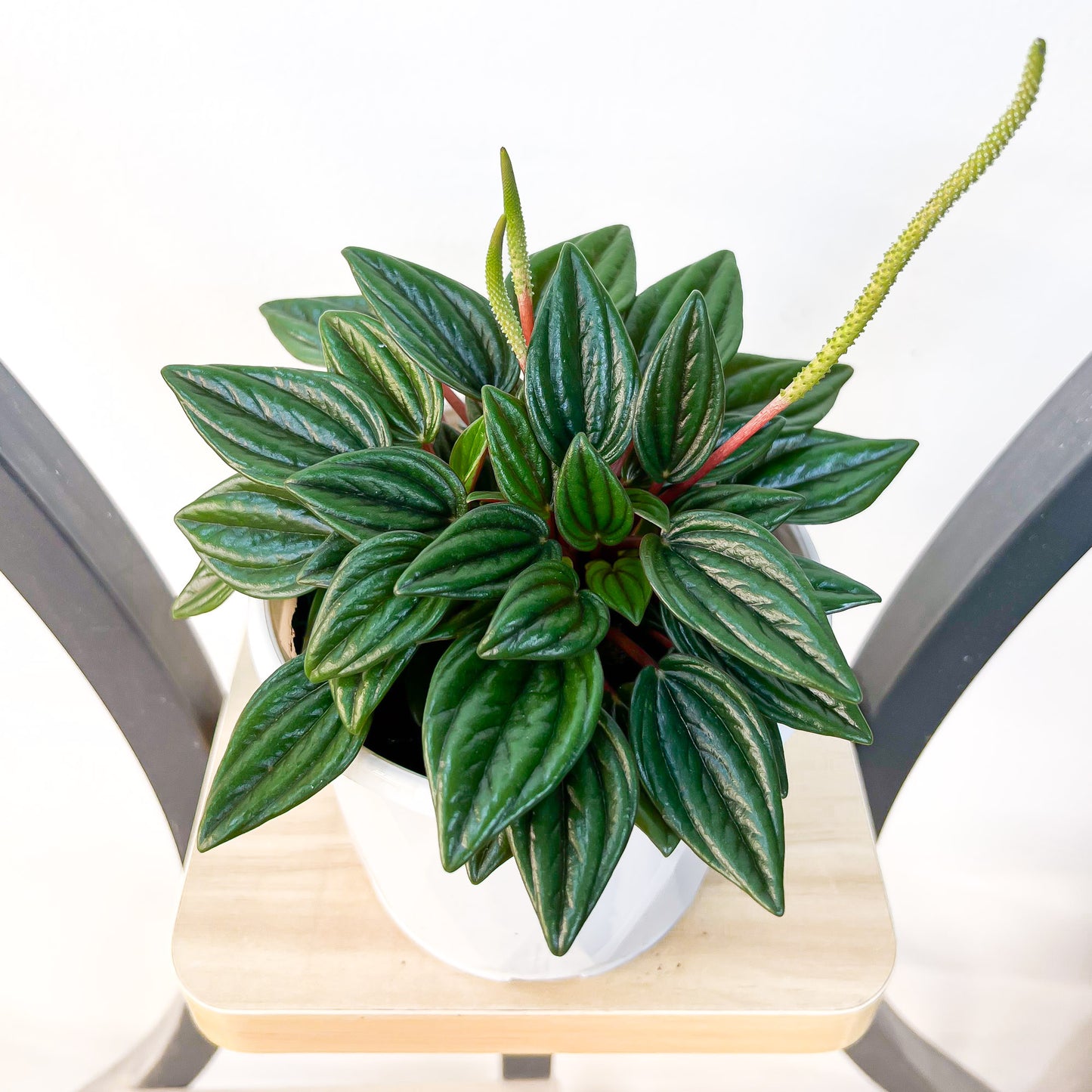 Peperomia Esmeralda