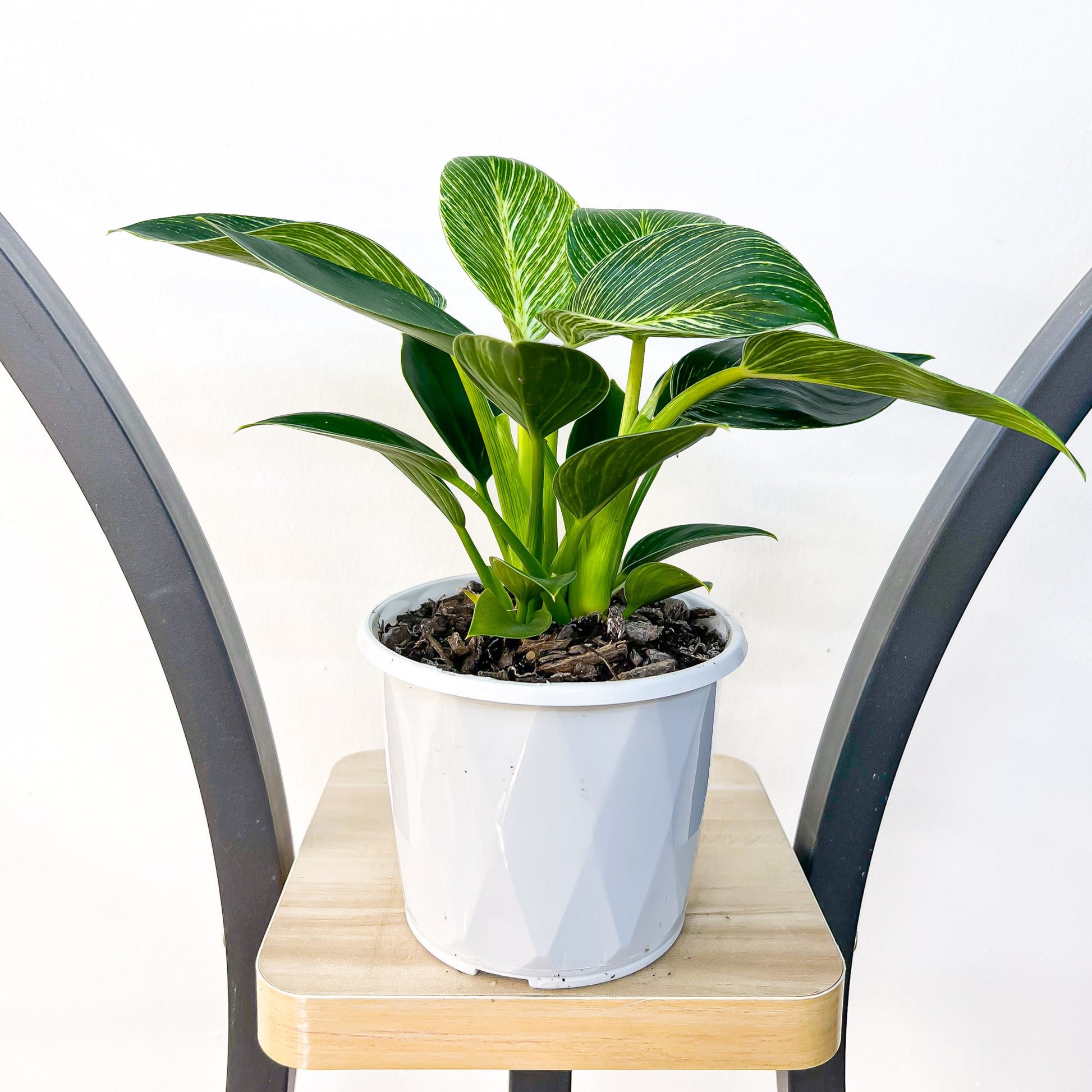 Philodendron Birkin | The Plant Boys
