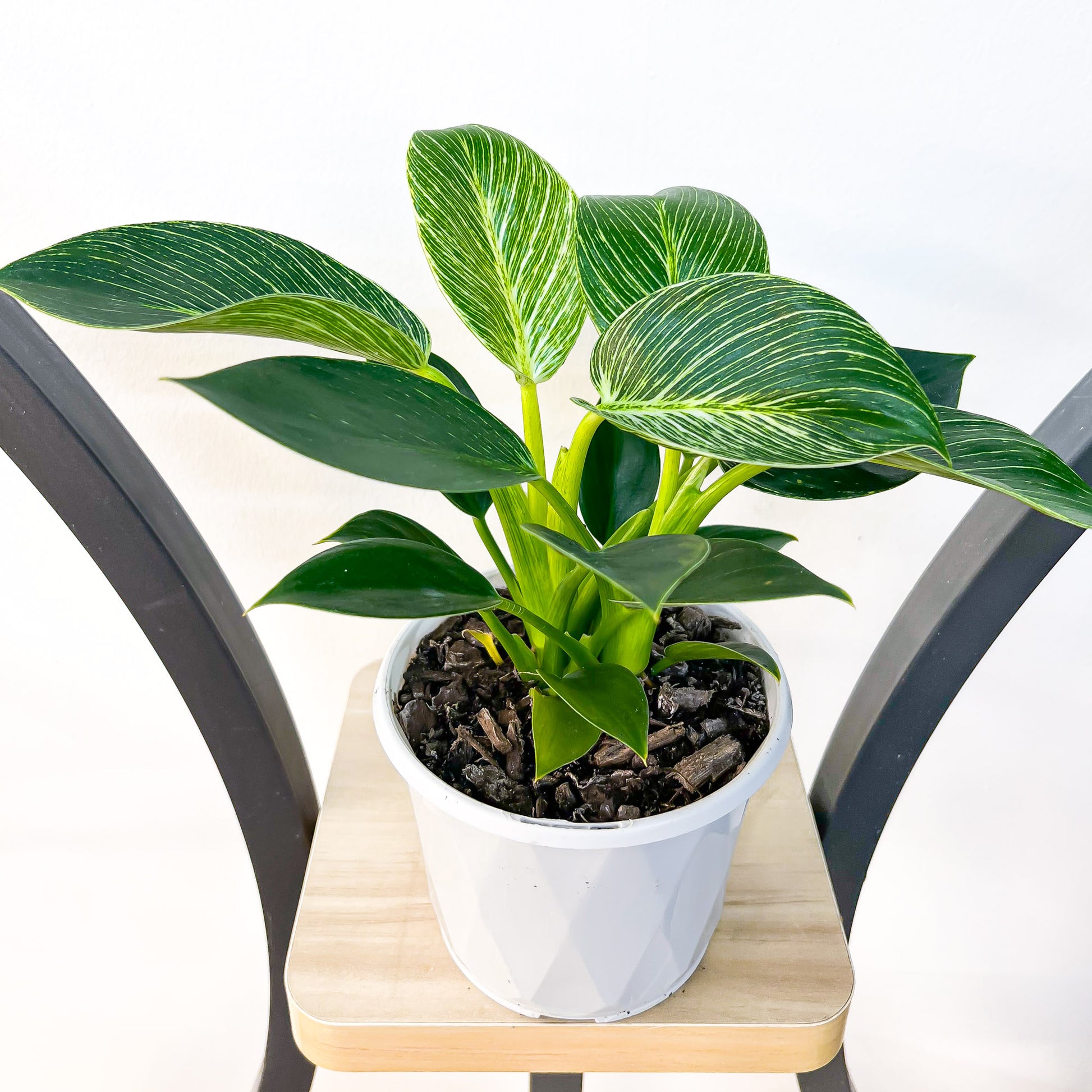 Philodendron Birkin | The Plant Boys