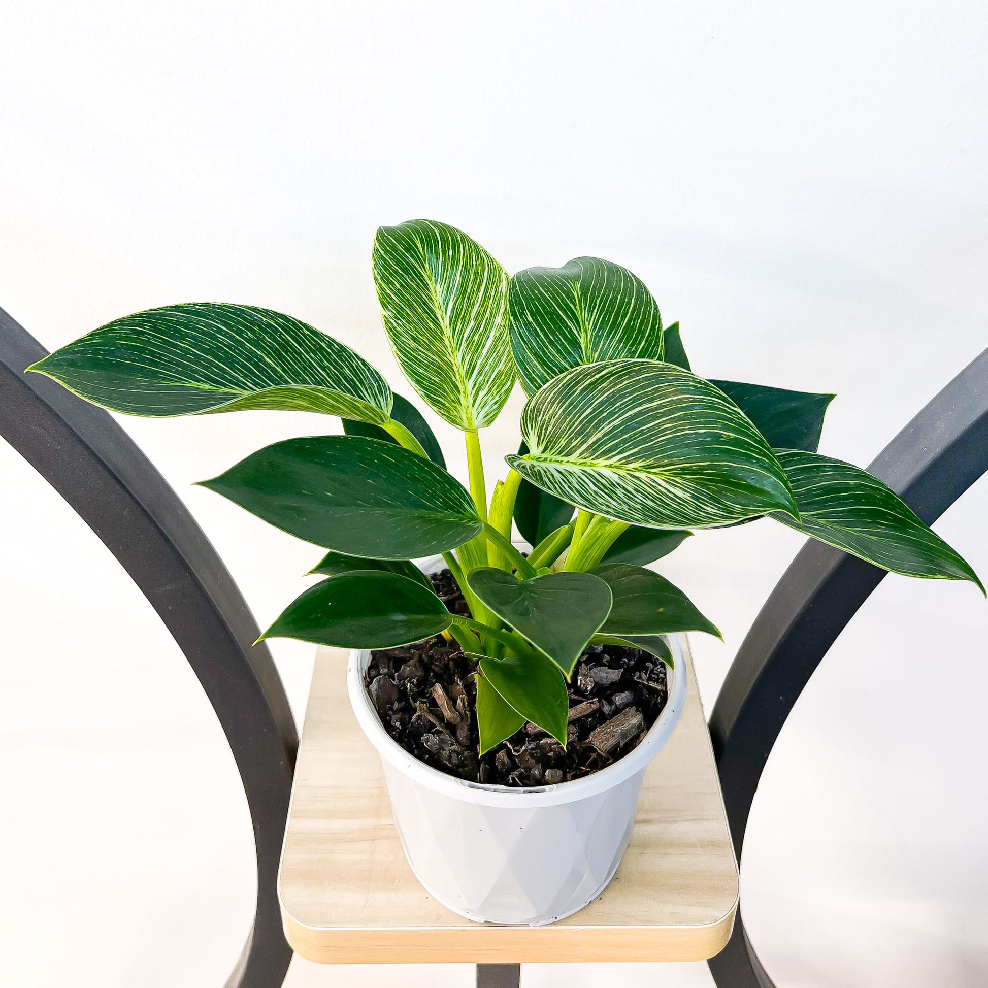 Philodendron Birkin | The Plant Boys