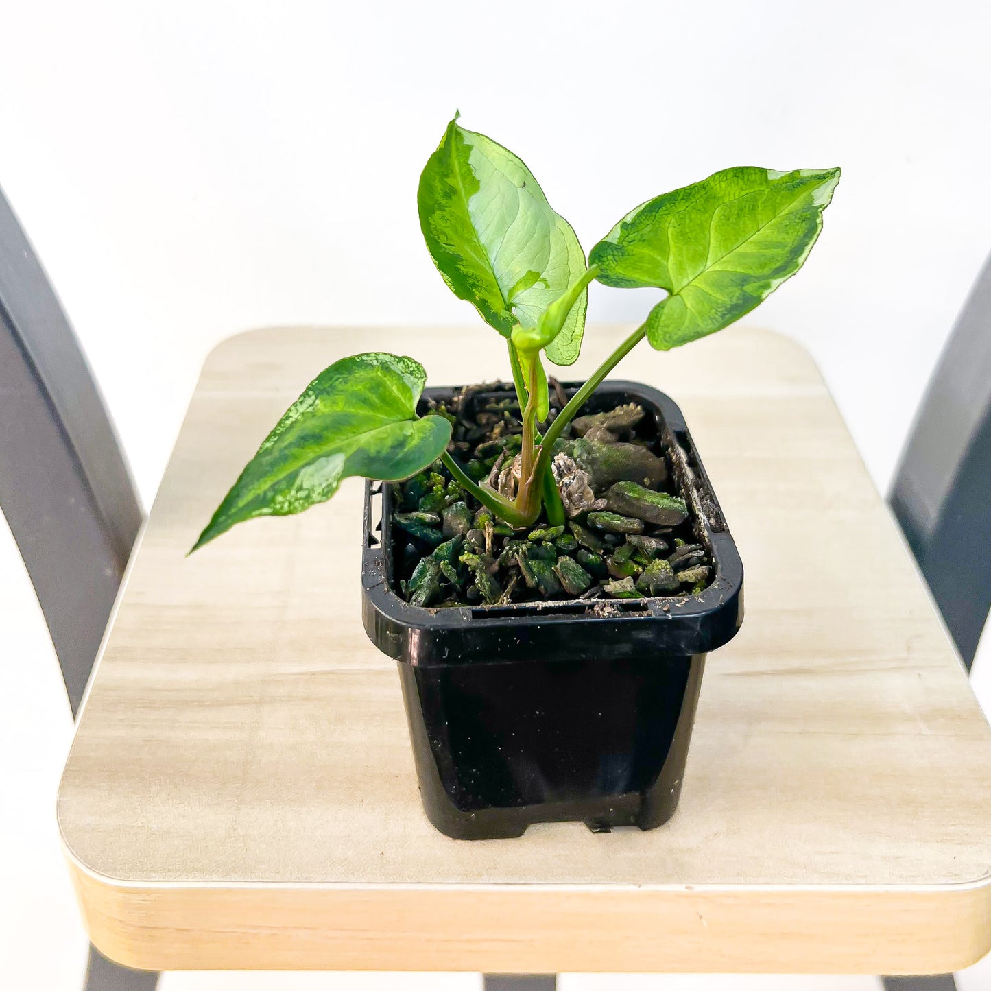 Syngonium Three Kings | The Plant Boys