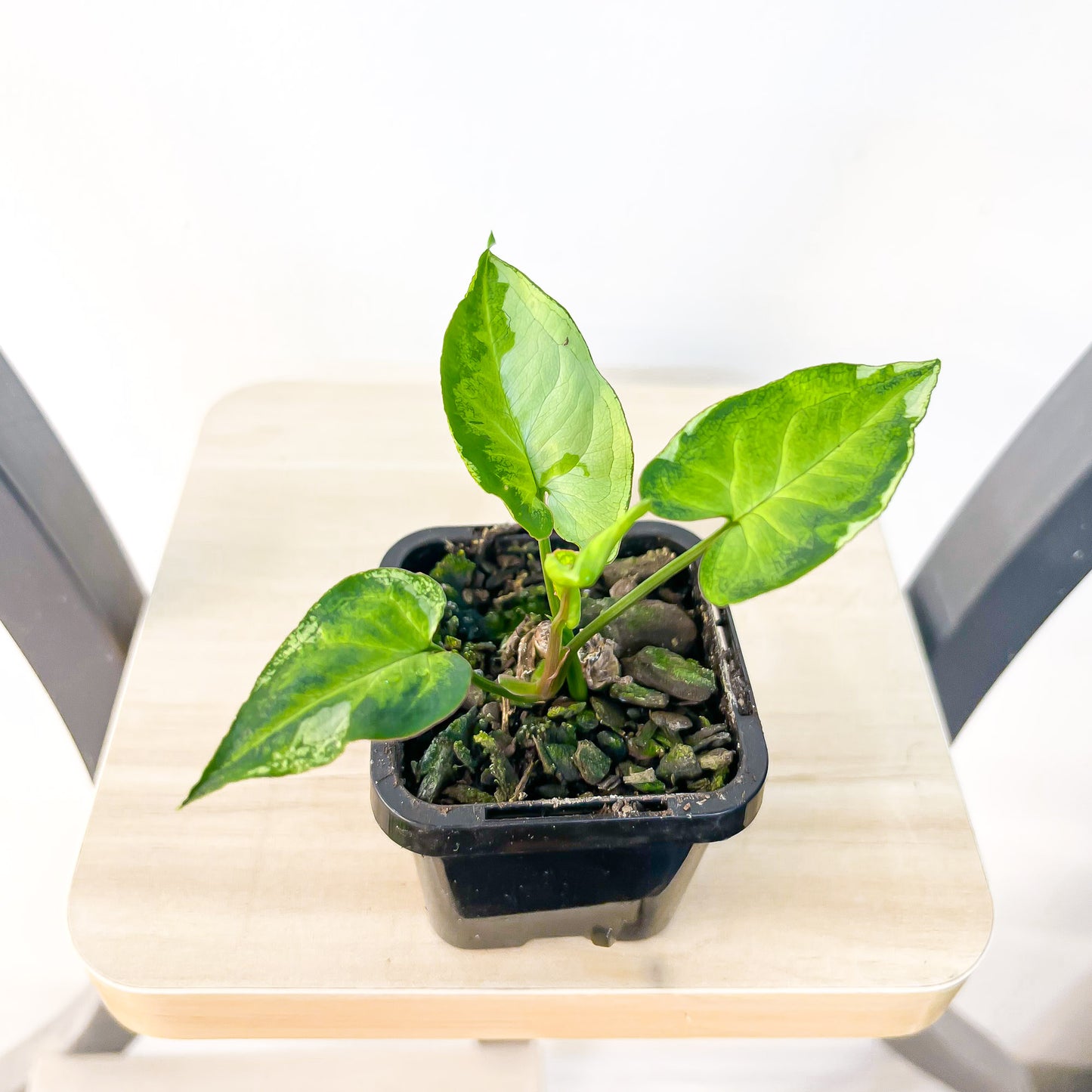 Syngonium Three Kings | The Plant Boys