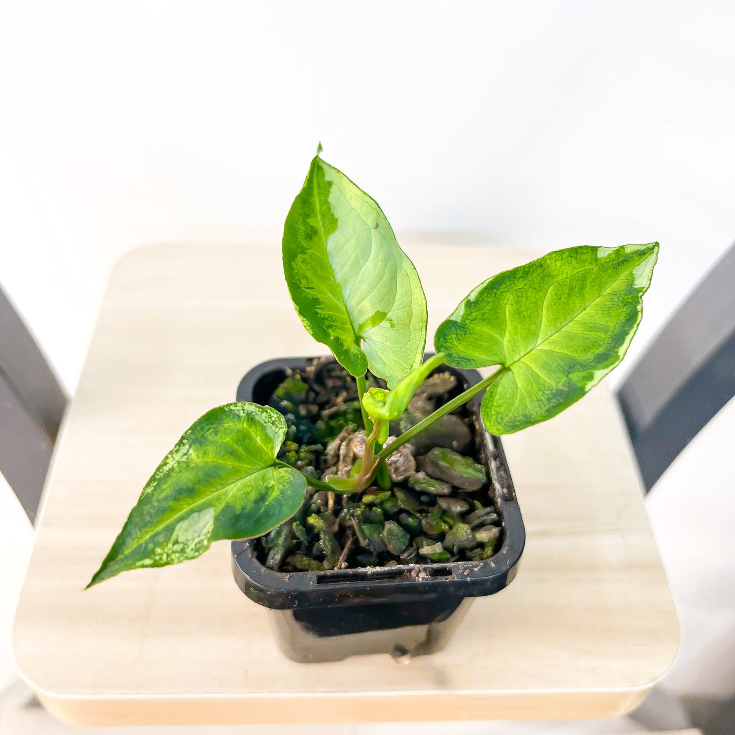 Syngonium Three Kings | The Plant Boys