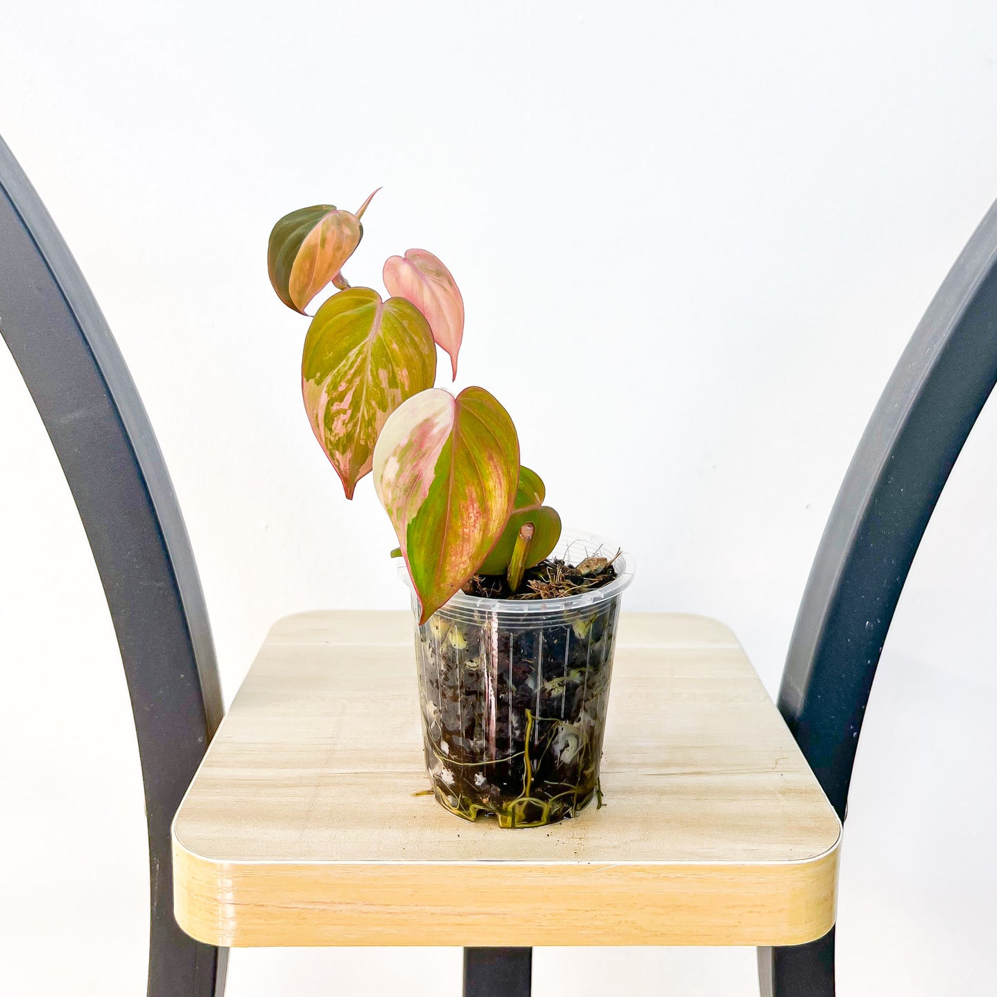 Philodendron Micans Variegated | The Plant Boys