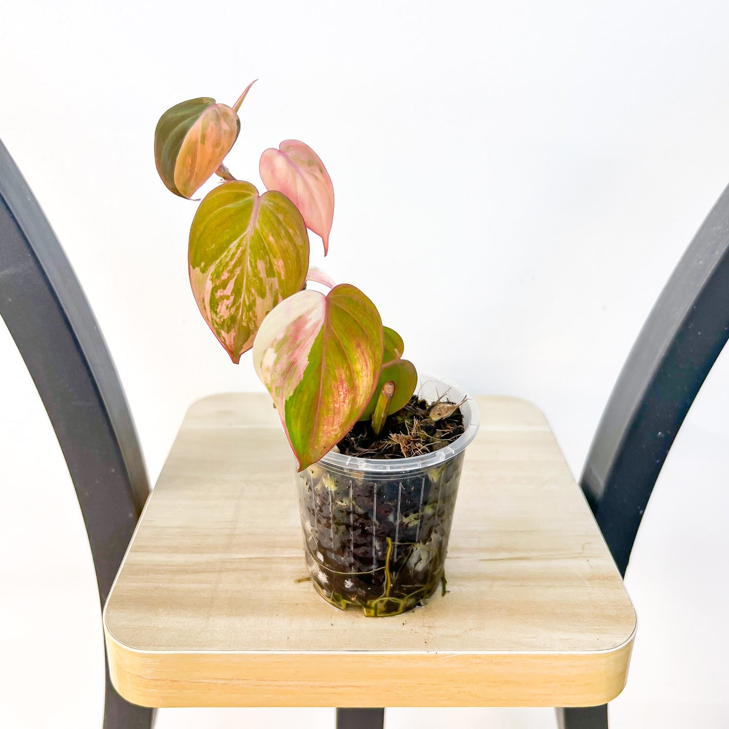 Philodendron Micans Variegated | The Plant Boys