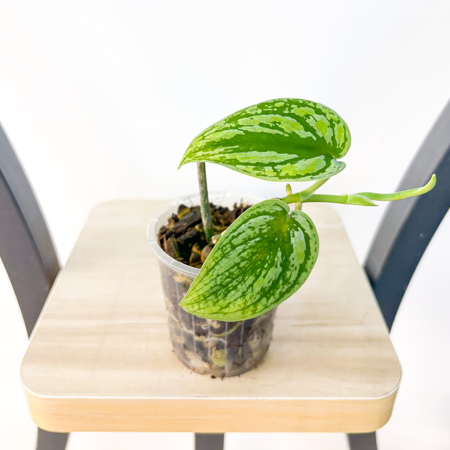 Scindapsus Tricolour | The Plant Boys