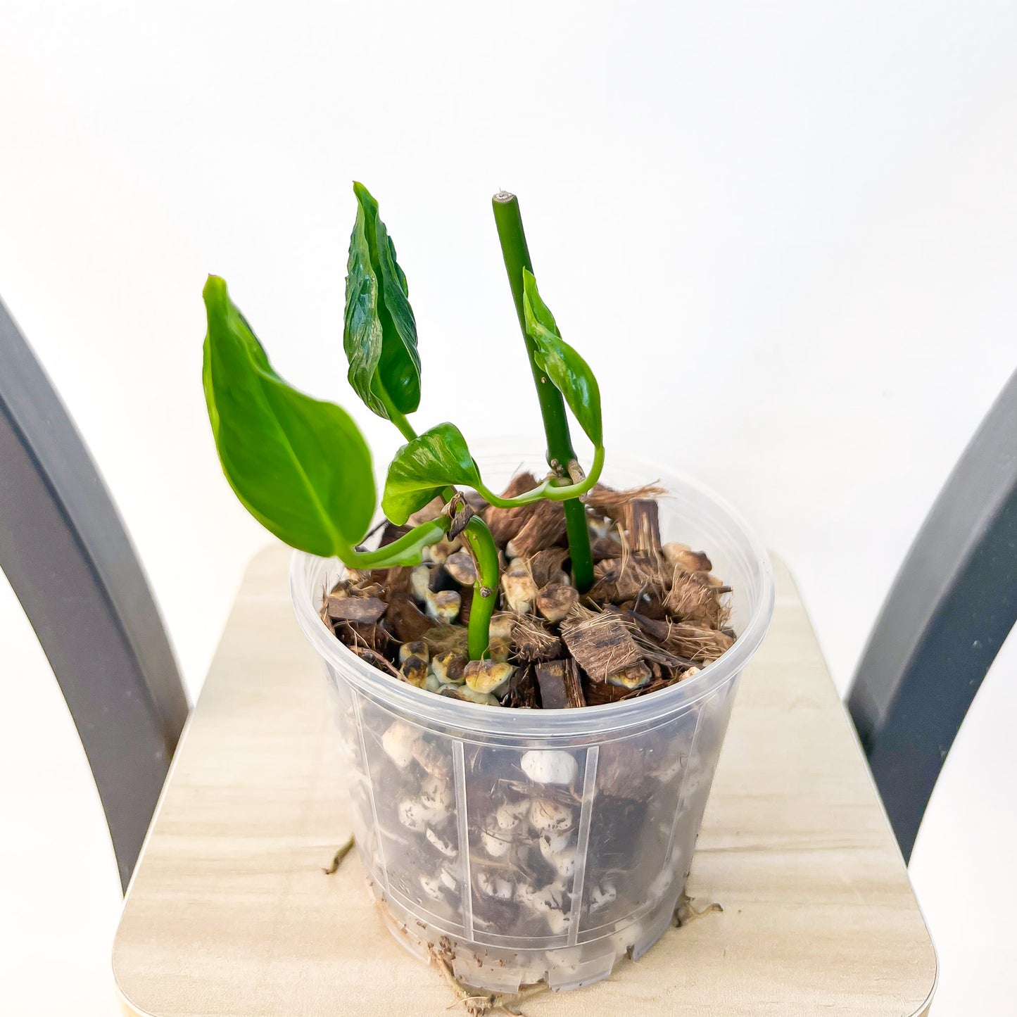 Pothos Shangri - La | The Plant Boys