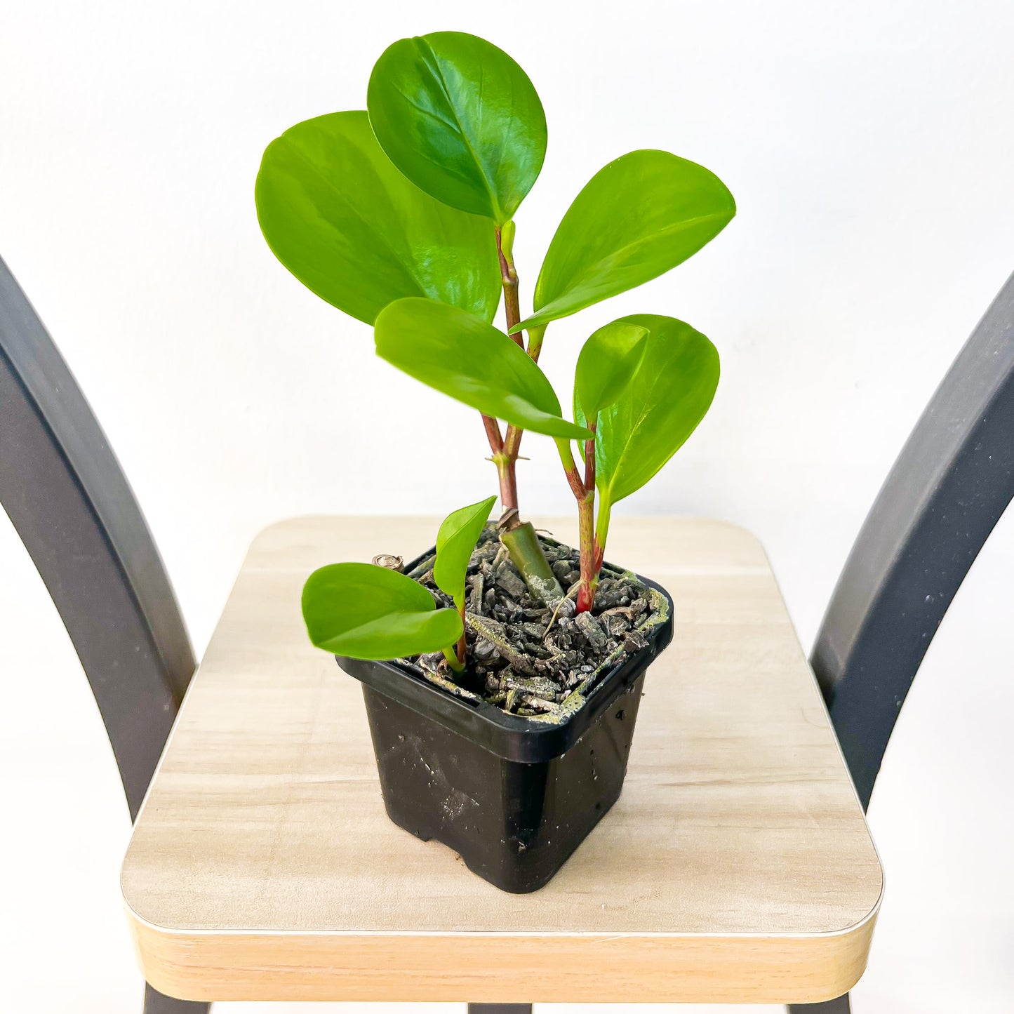 Peperomia Obtusifolia Lemon Lime | The Plant Boys