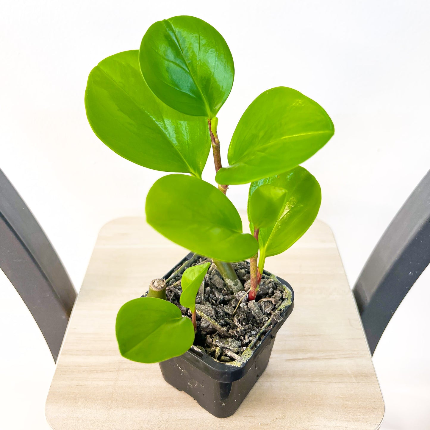 Peperomia Obtusifolia Lemon Lime | The Plant Boys