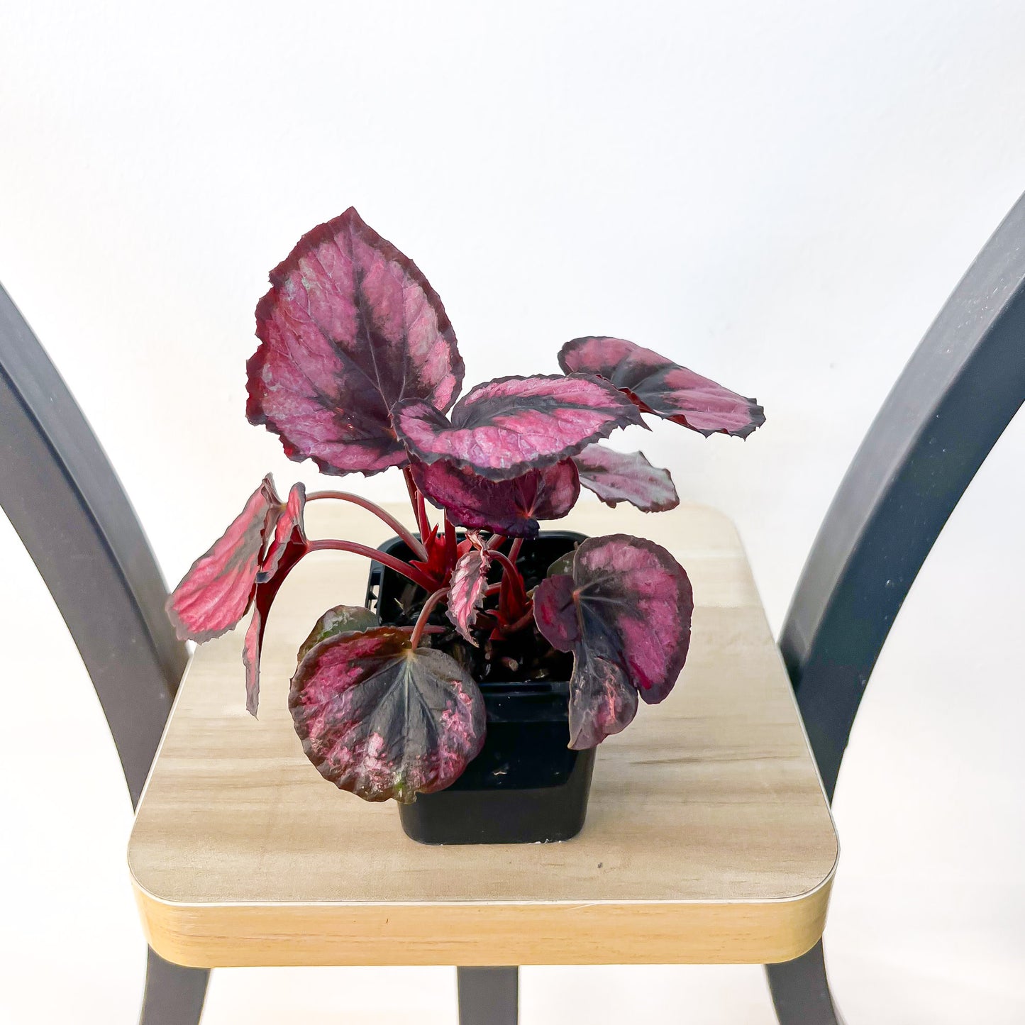 Begonia Red Kiss | The Plant Boys