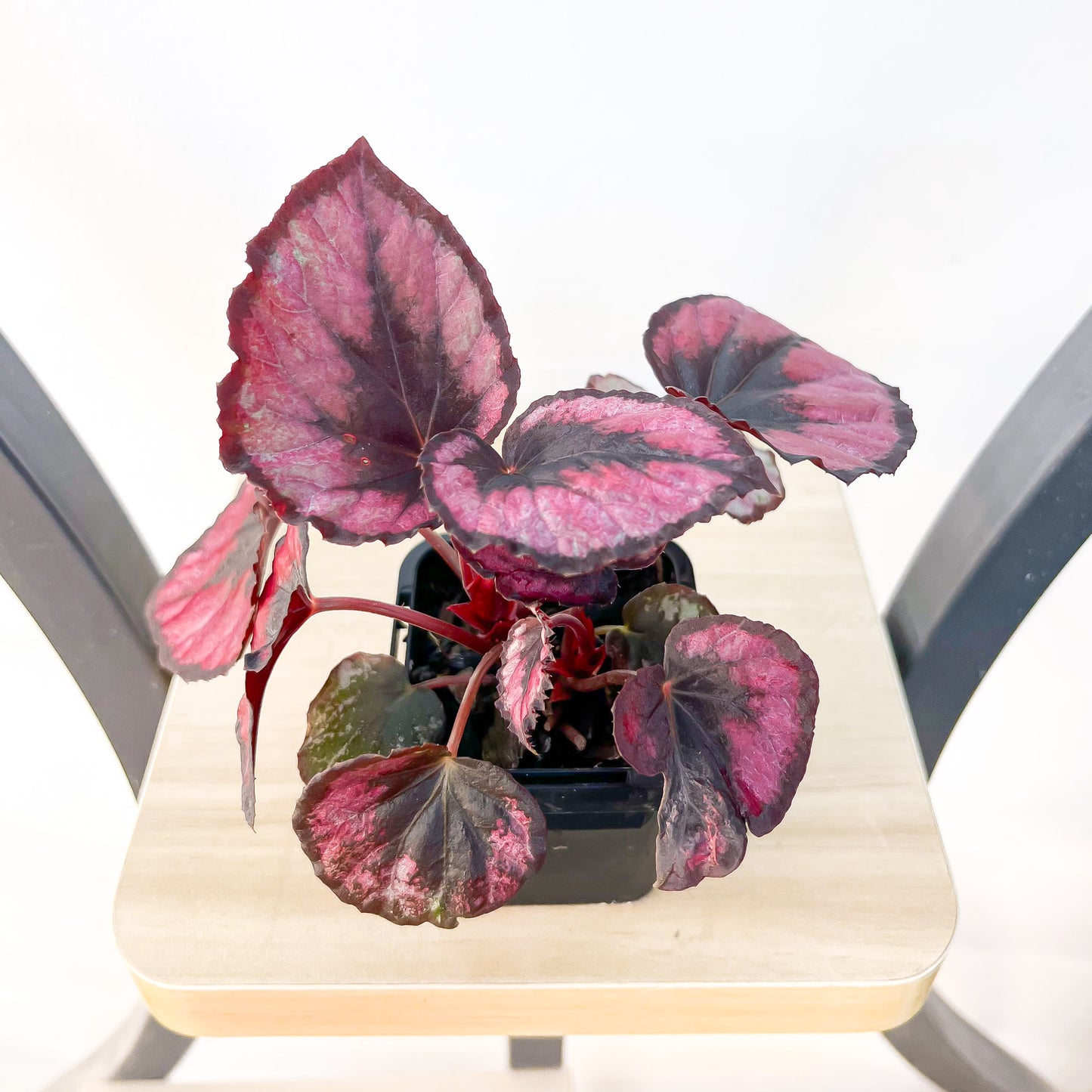 Begonia Red Kiss | The Plant Boys