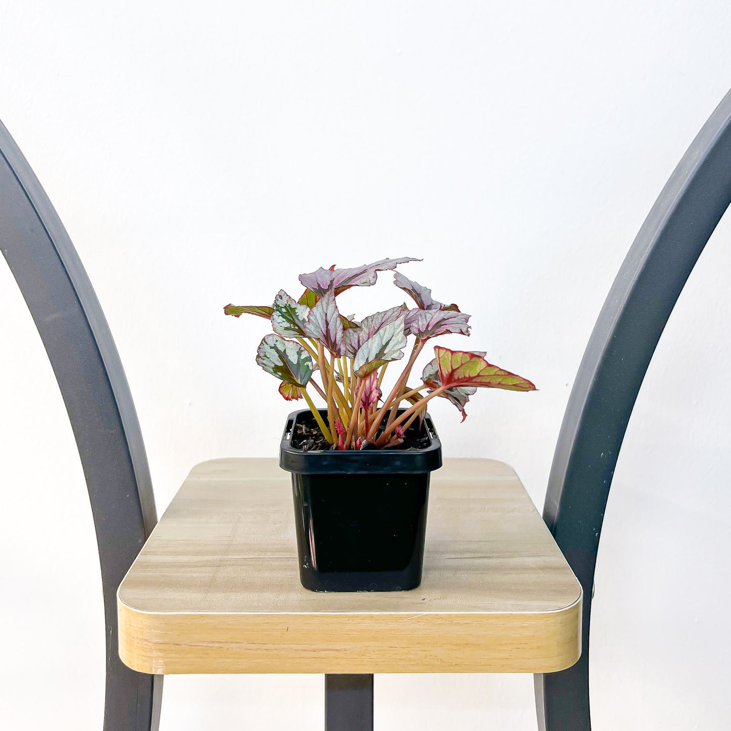 Begonia Indian Summer | The Plant Boys