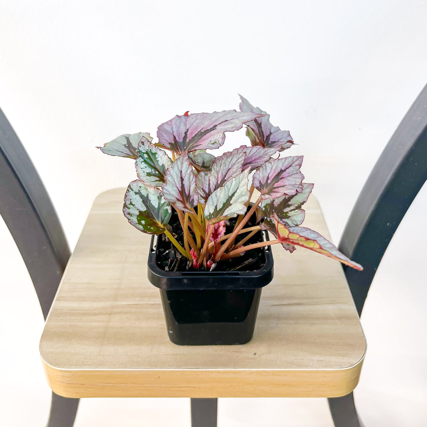 Begonia Indian Summer | The Plant Boys