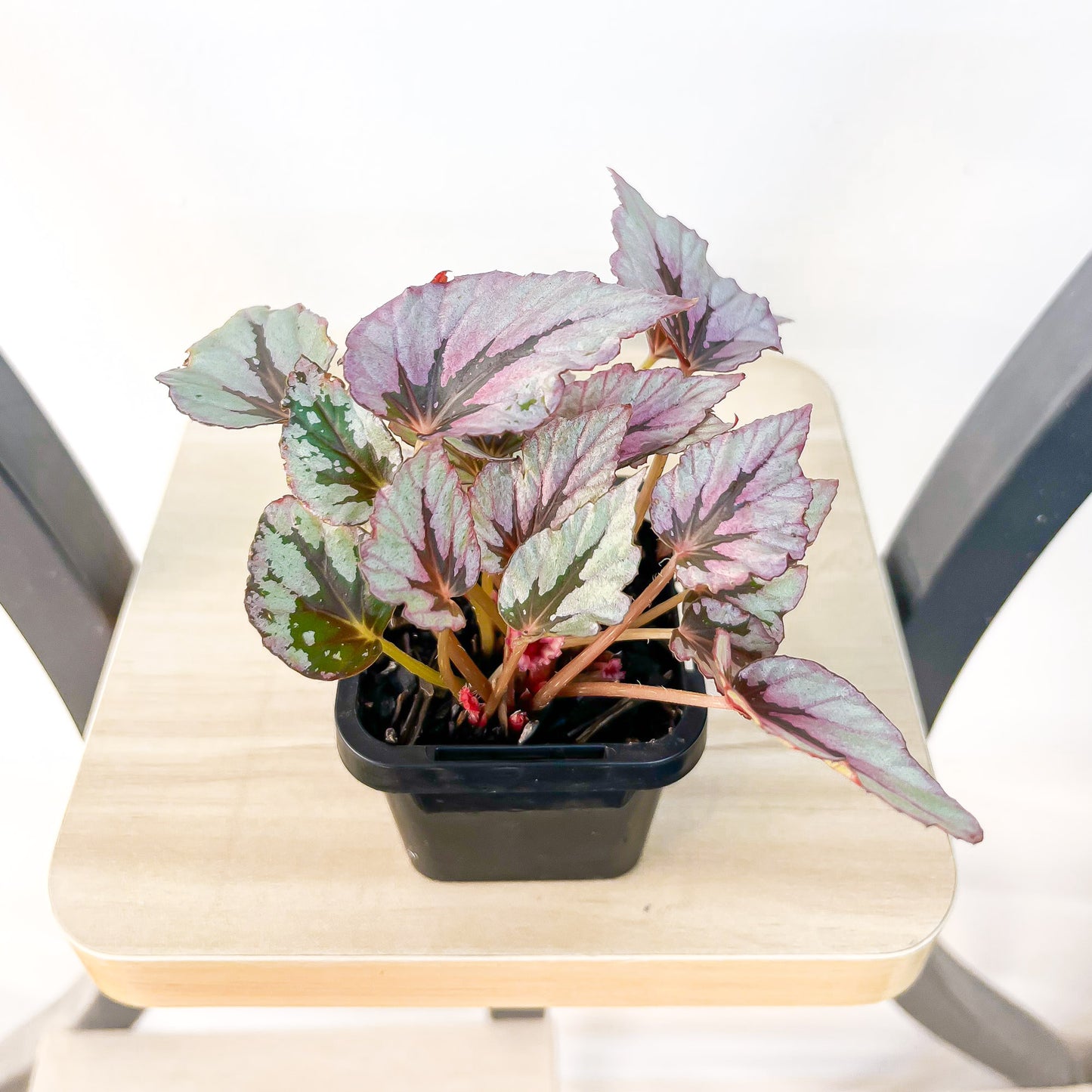 Begonia Indian Summer | The Plant Boys