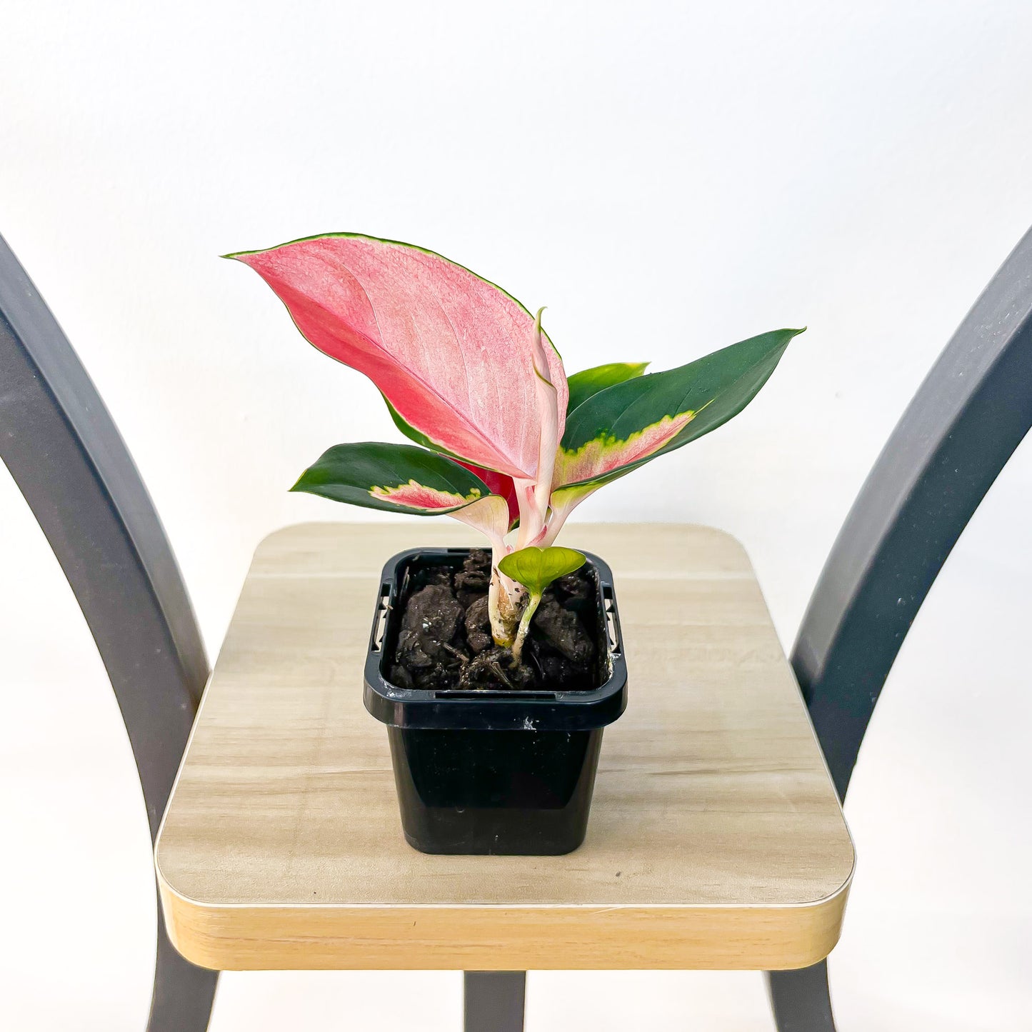 Aglaonema Thailand Red | The Plant Boys