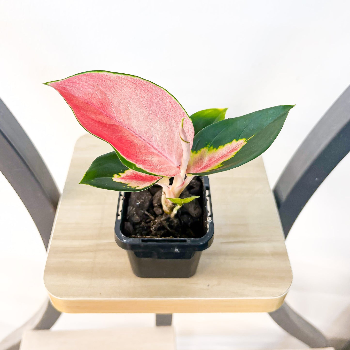 Aglaonema Thailand Red | The Plant Boys