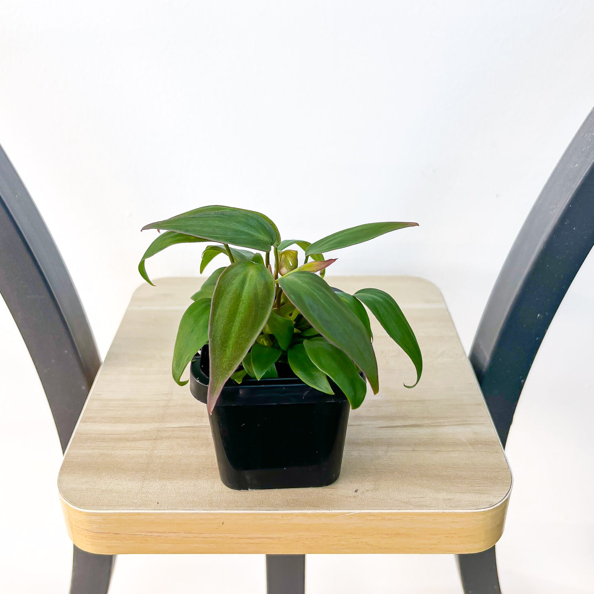 Philodendron Micans | The Plant Boys