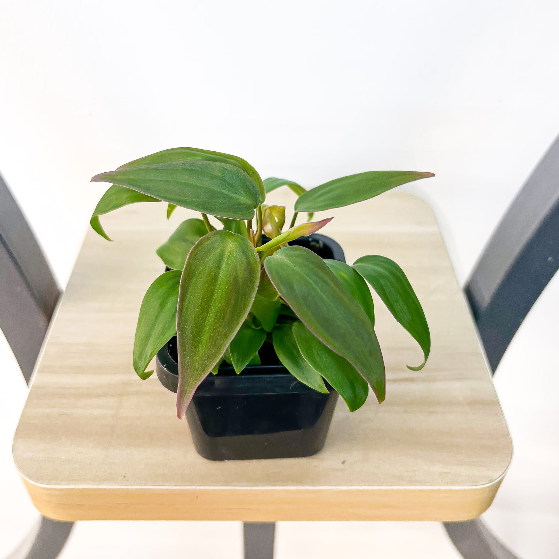 Philodendron Micans | The Plant Boys