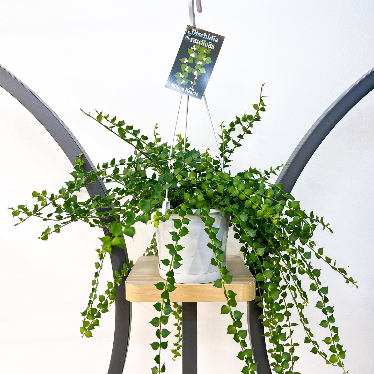 Dischidia Ruscifolia | The Plant Boys