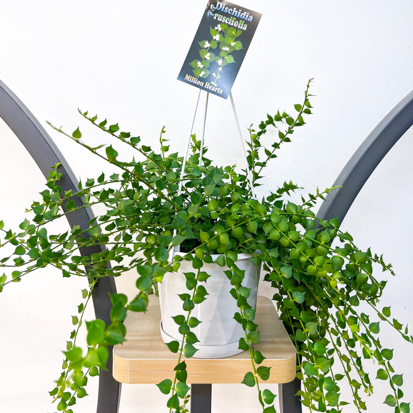 Dischidia Ruscifolia | The Plant Boys