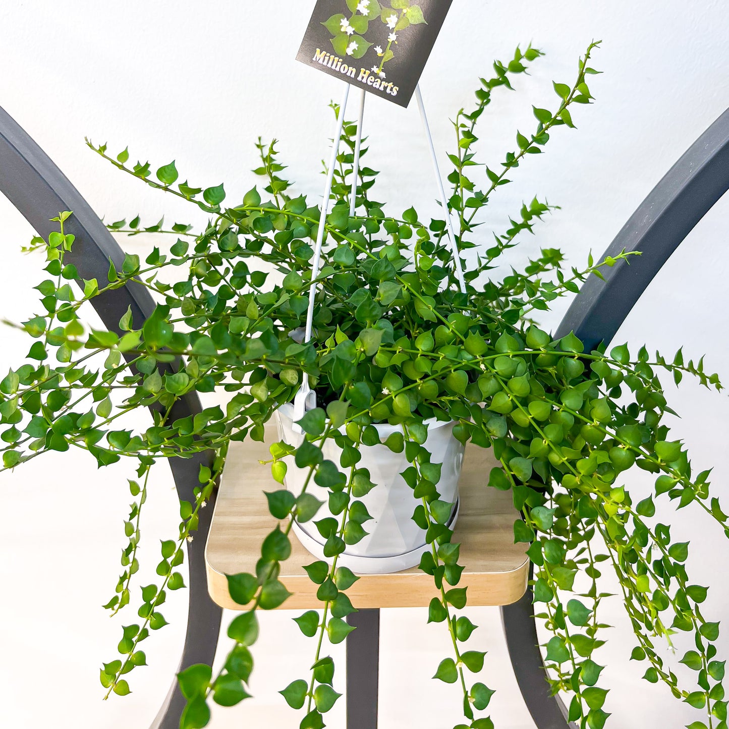 Dischidia Ruscifolia | The Plant Boys