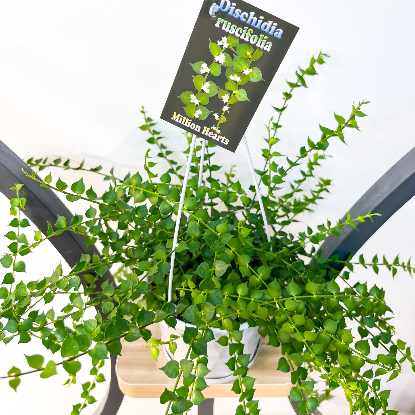 Dischidia Ruscifolia | The Plant Boys