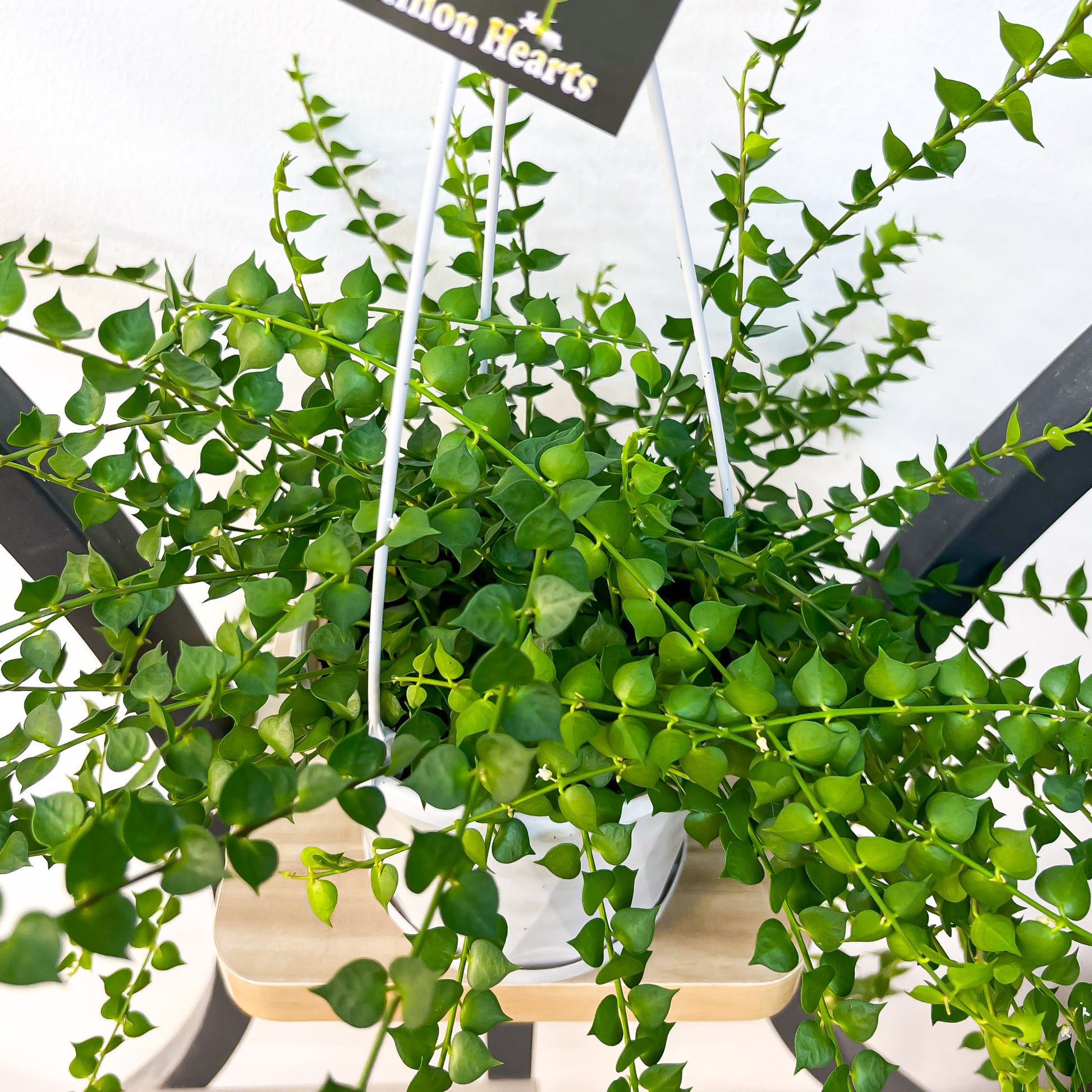 Dischidia Ruscifolia | The Plant Boys