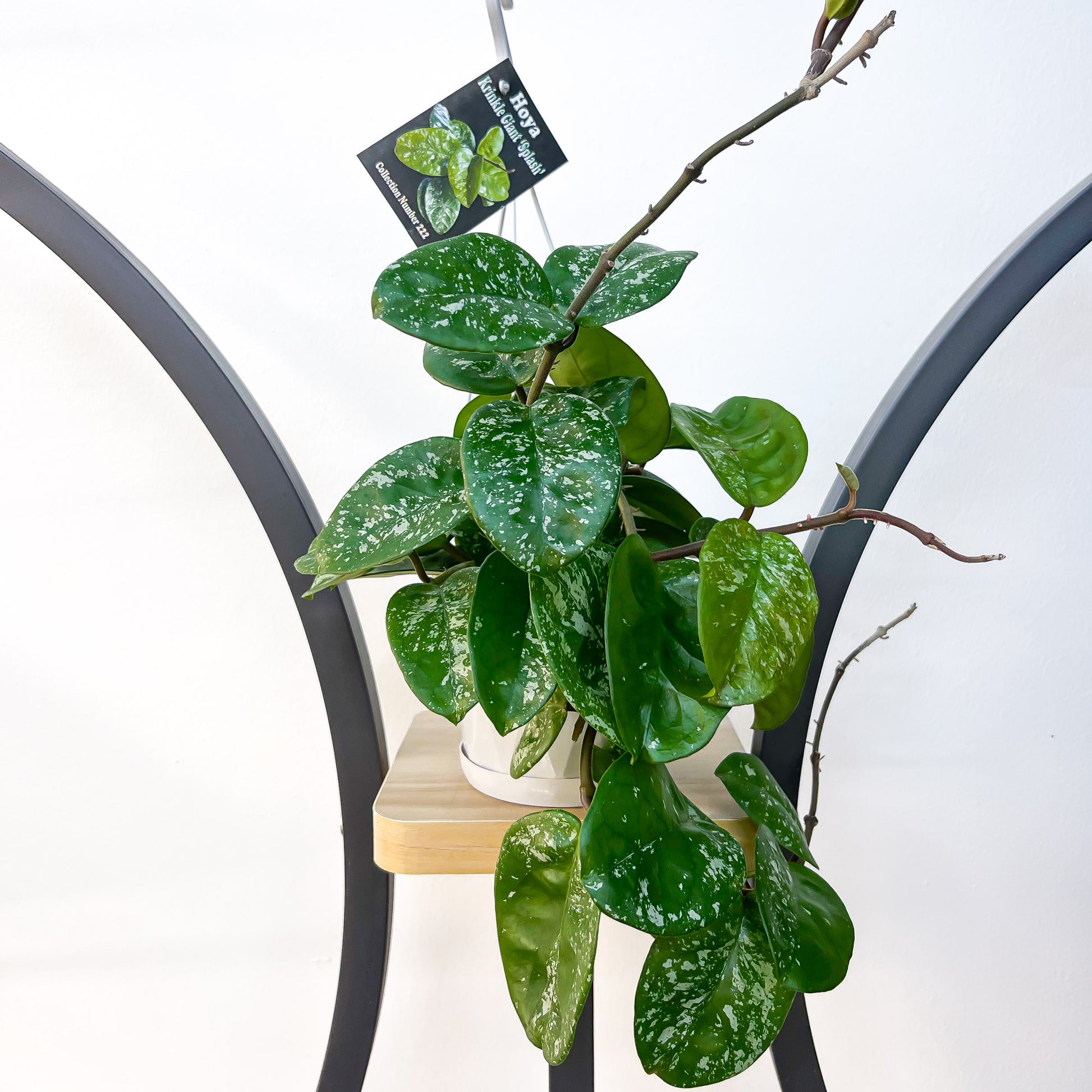 Hoya Krinkle Giant Splash | The Plant Boys