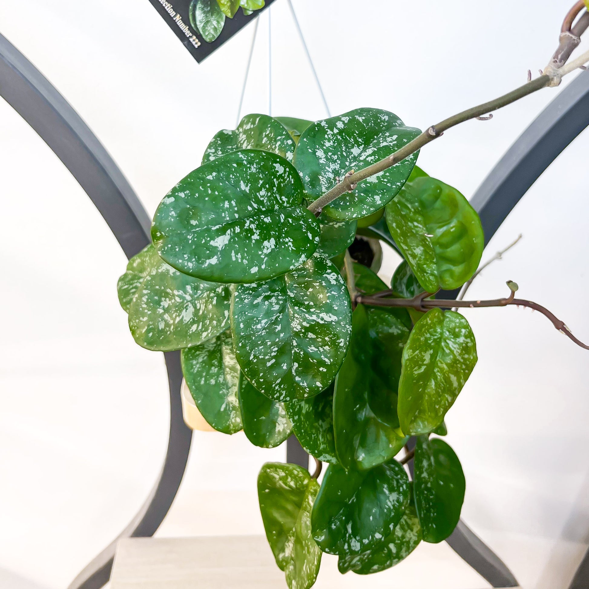 Hoya Krinkle Giant Splash | The Plant Boys