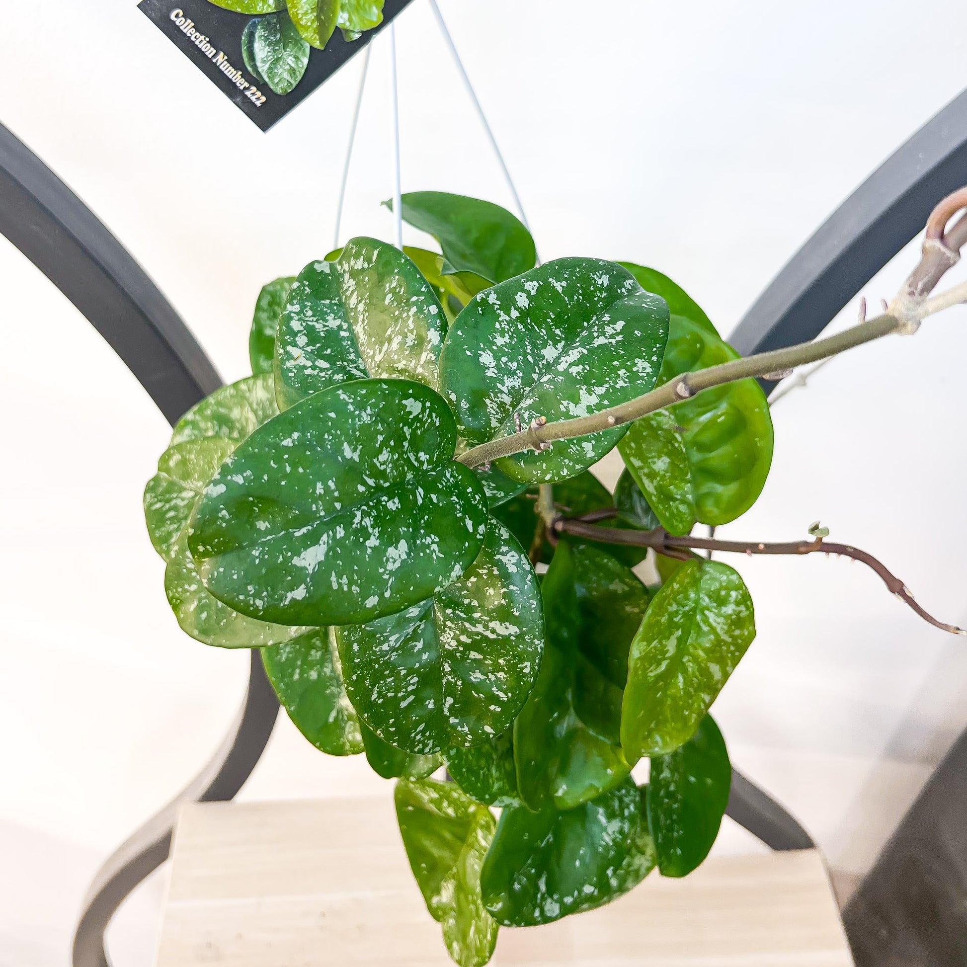 Hoya Krinkle Giant Splash | The Plant Boys