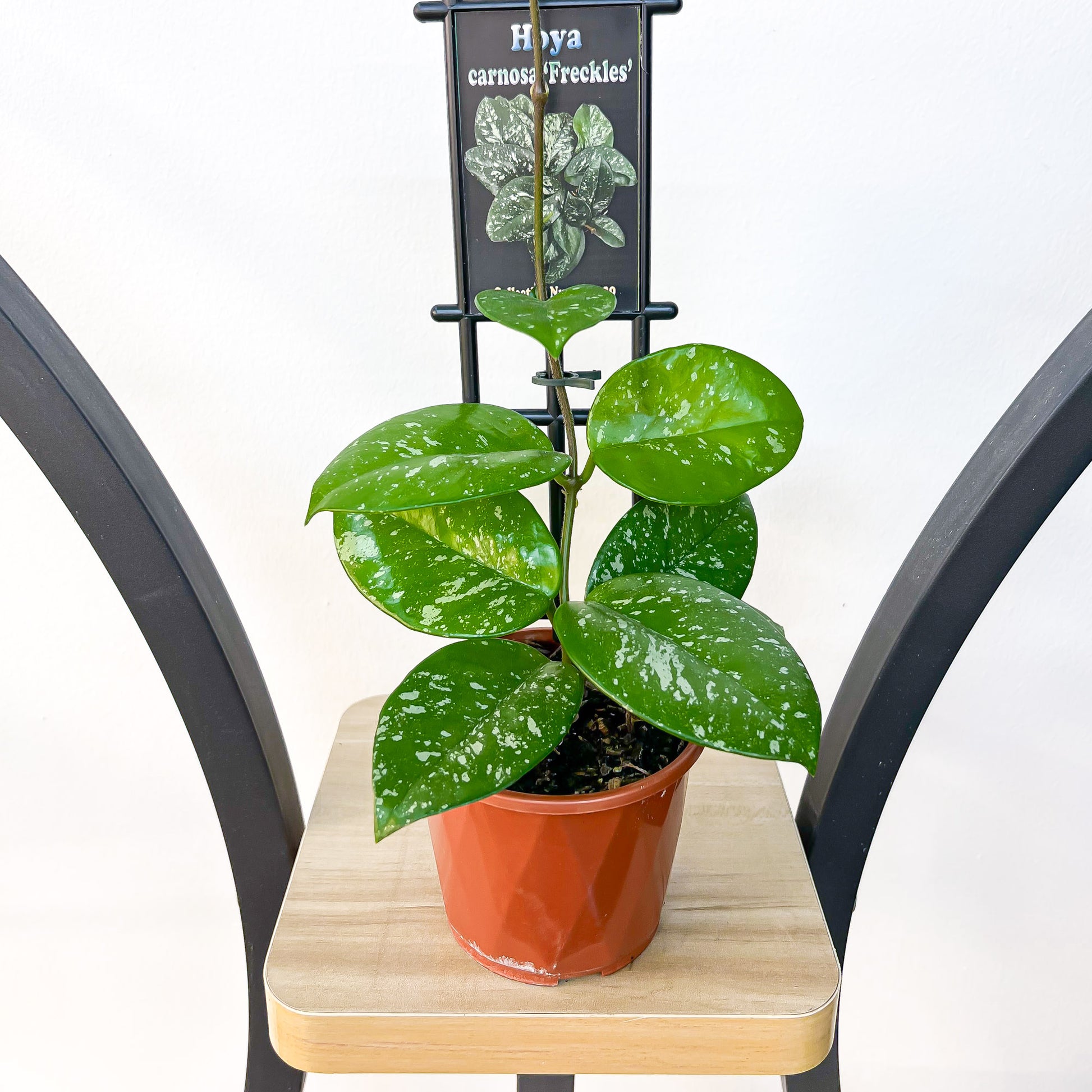 Hoya Carnosa Freckles | The Plant Boys