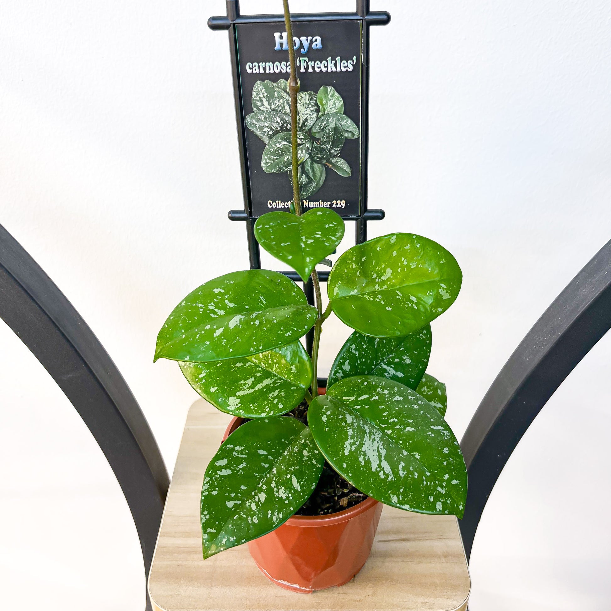 Hoya Carnosa Freckles | The Plant Boys