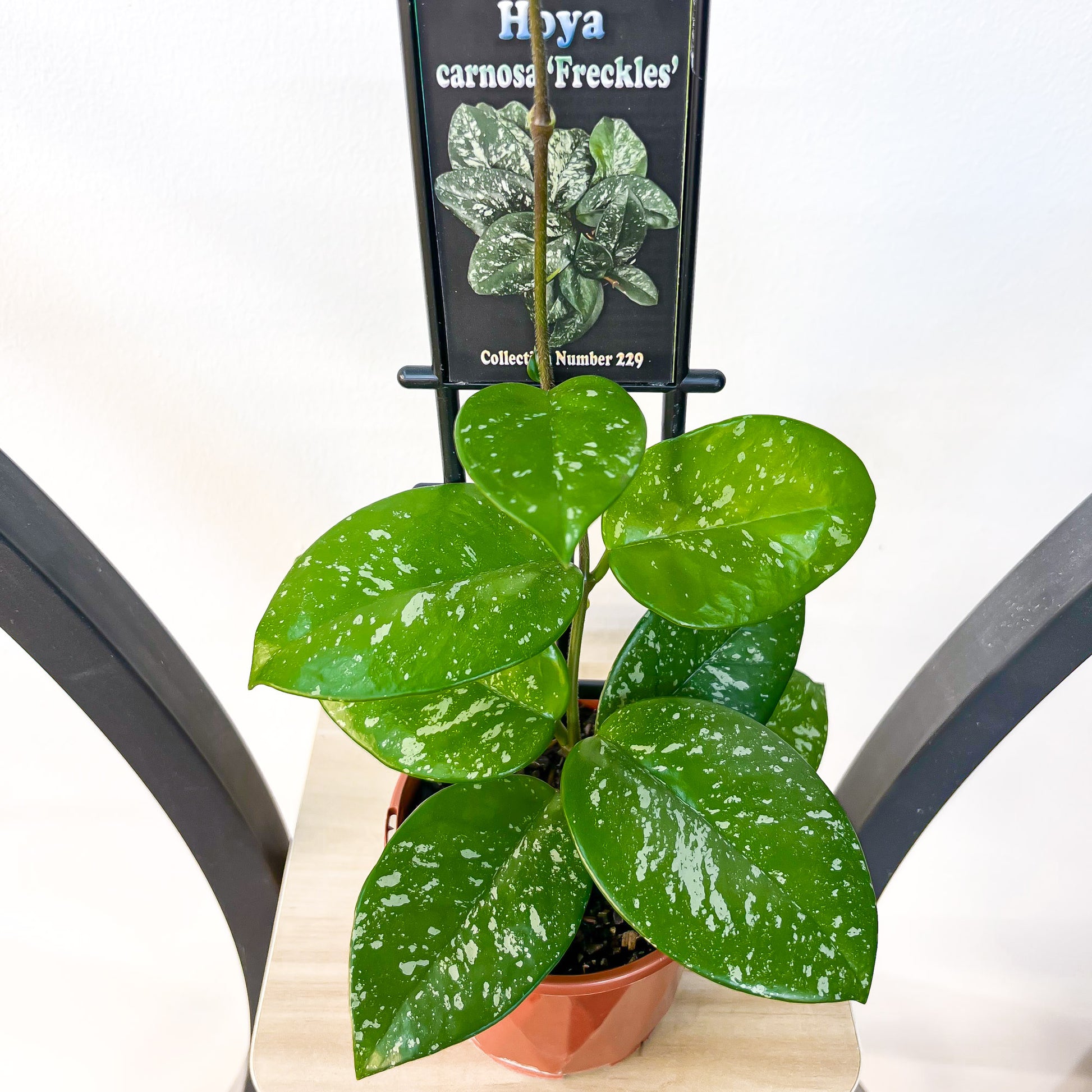 Hoya Carnosa Freckles | The Plant Boys