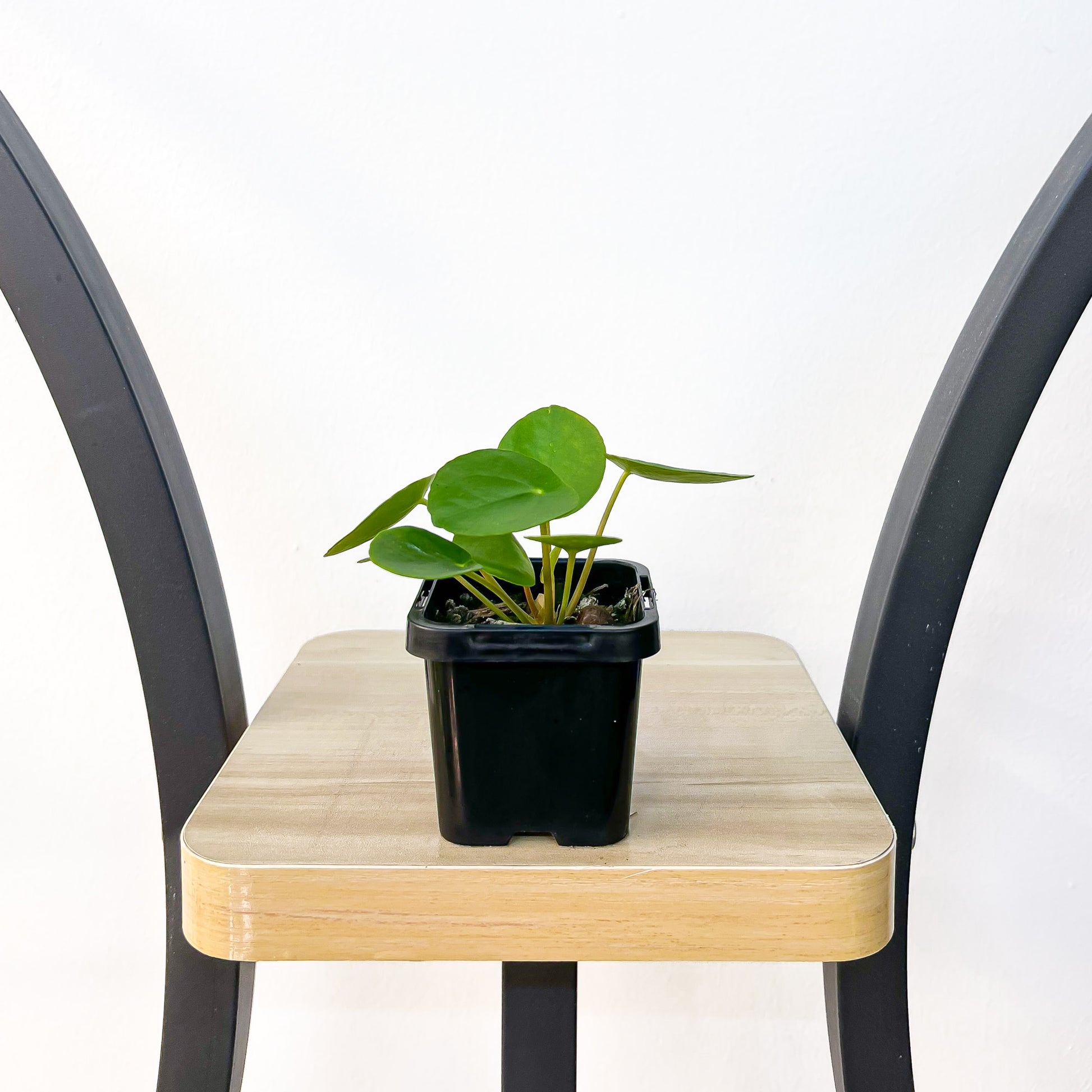 Pilea Chinese Money Plant | The Plant Boys
