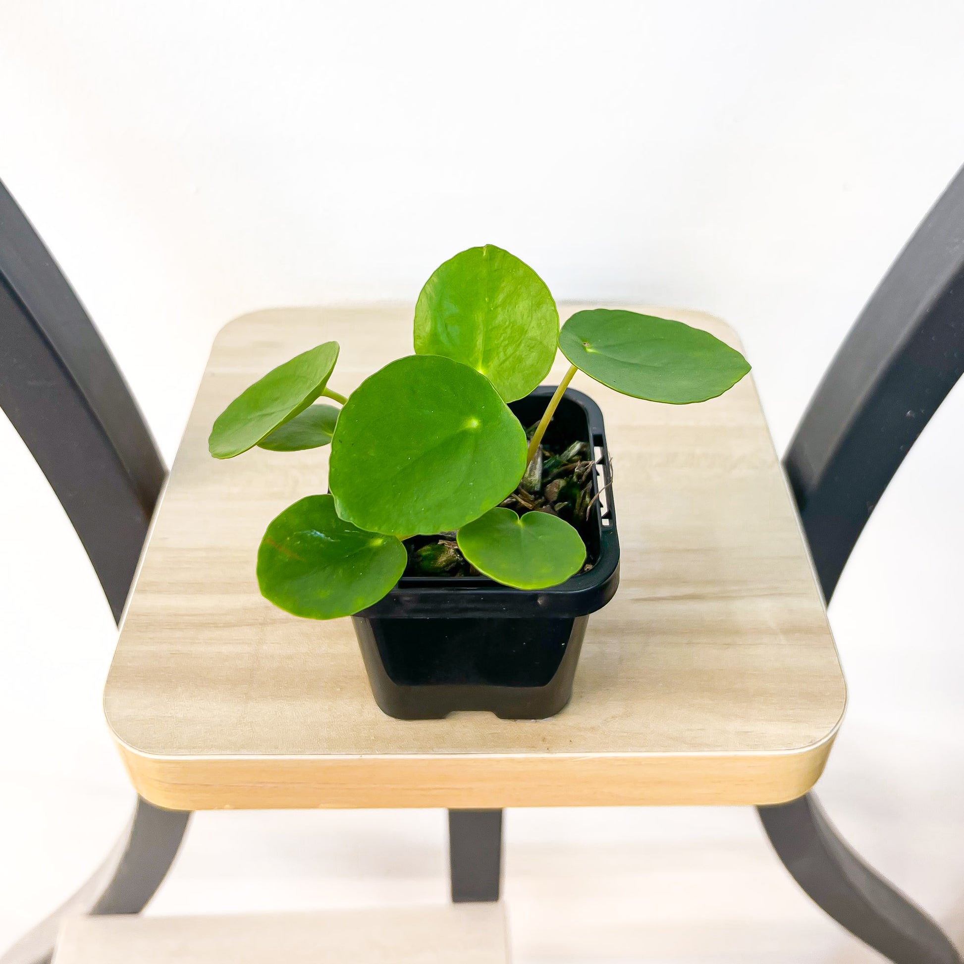Pilea Chinese Money Plant | The Plant Boys