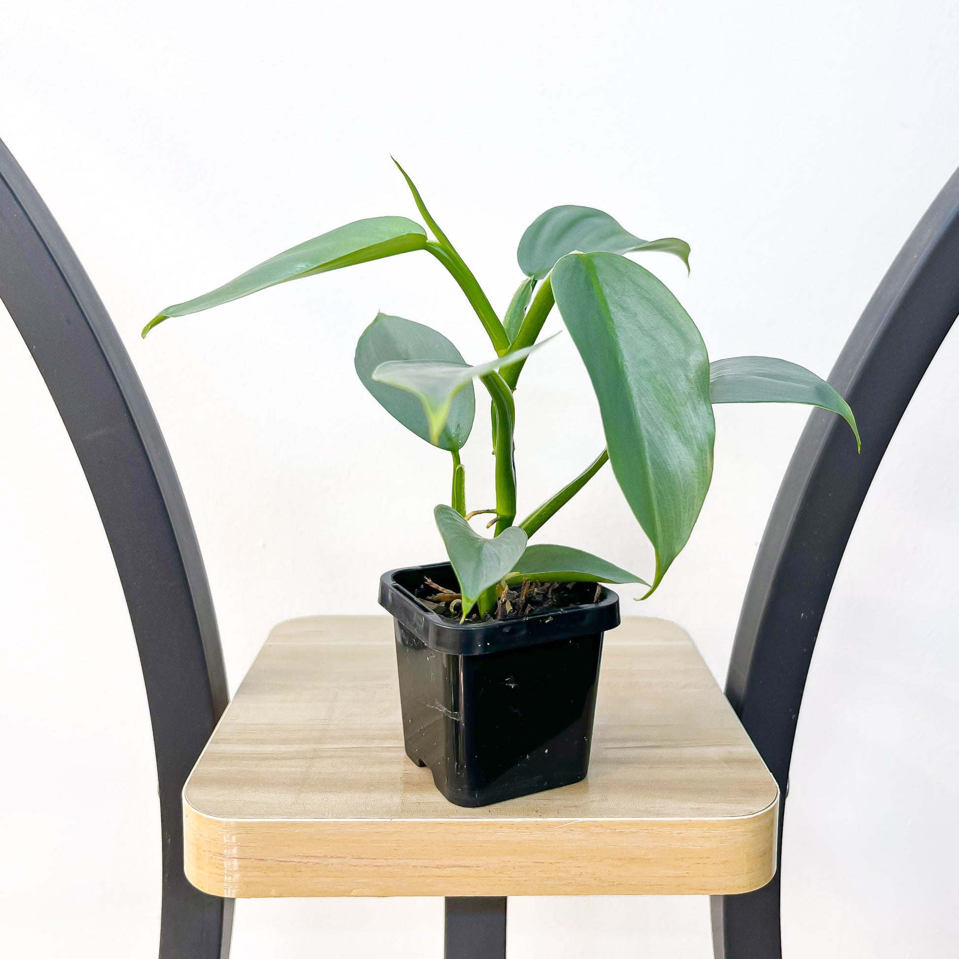 Philodendron Silver Sword | The Plant Boys
