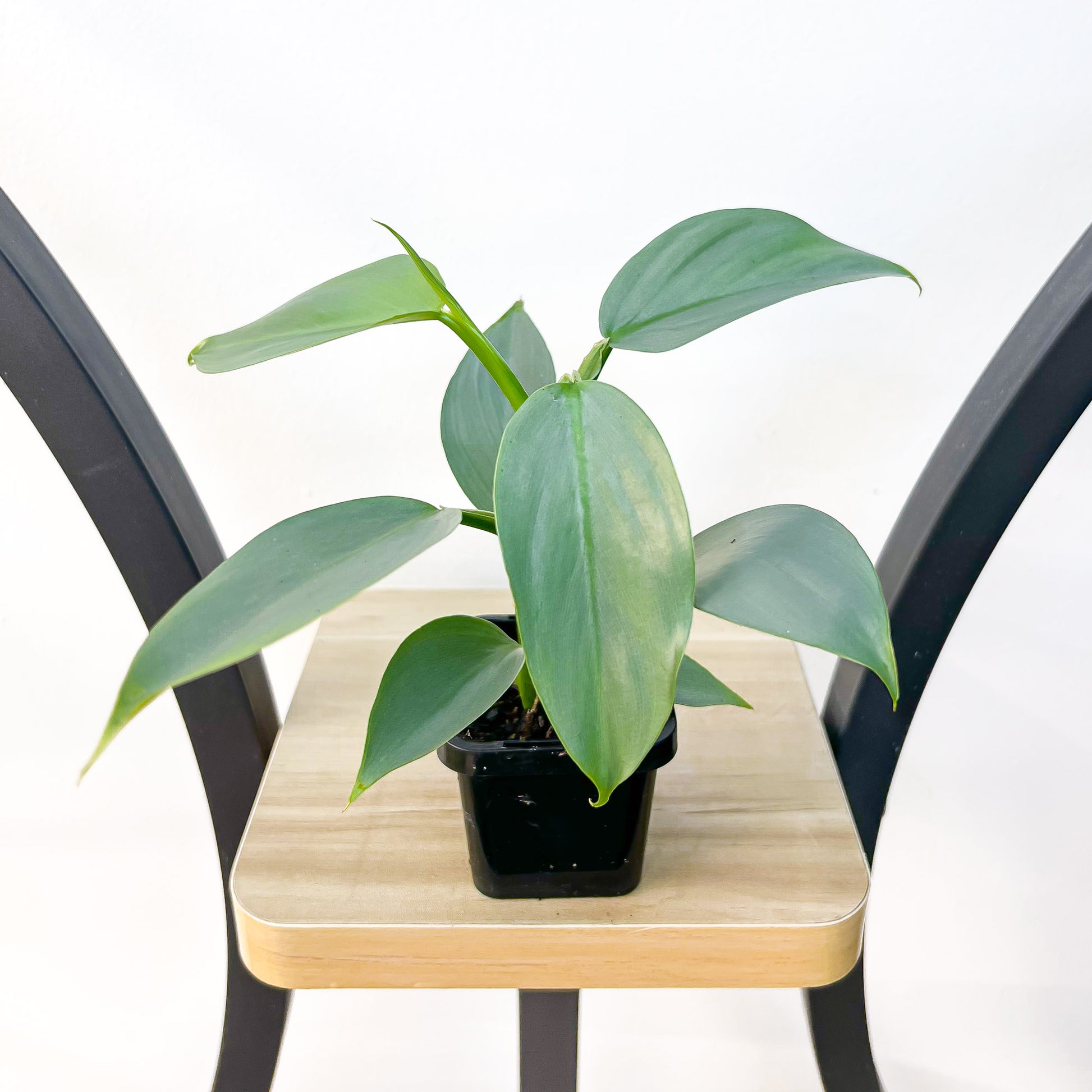 Philodendron Silver Sword | The Plant Boys