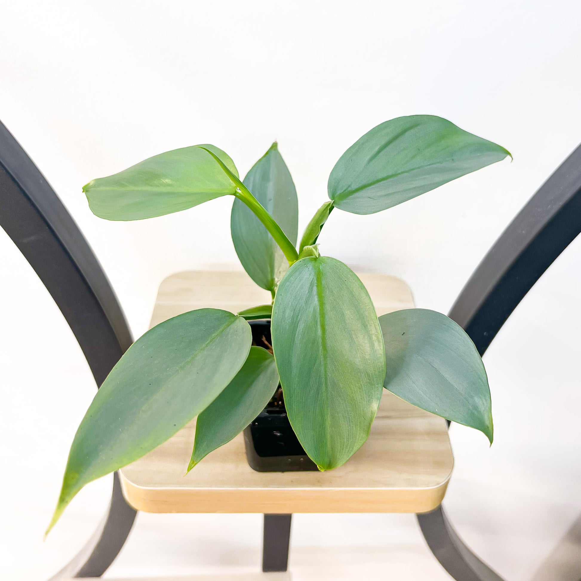 Philodendron Silver Sword | The Plant Boys