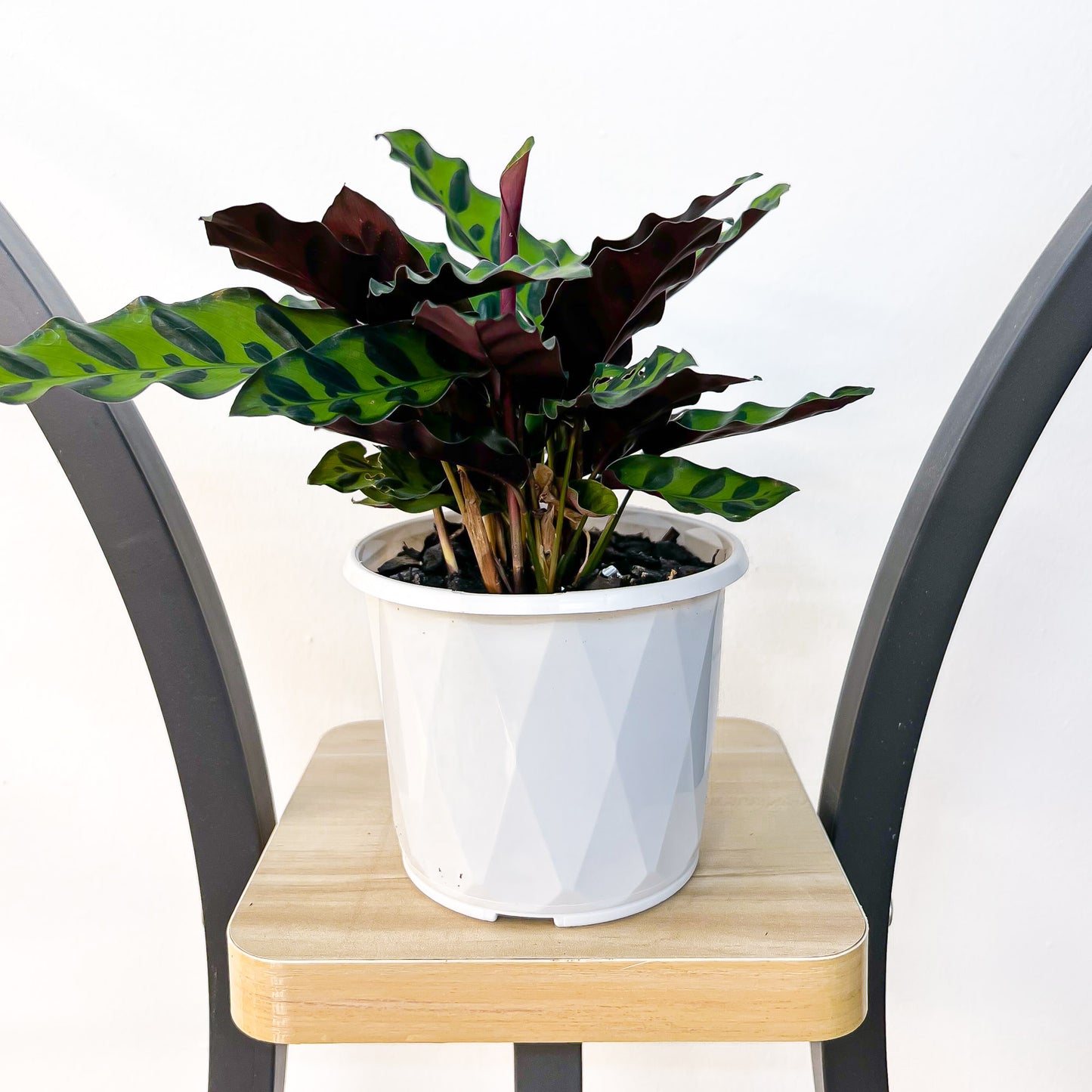 Calathea Rattlesnake | The Plant Boys
